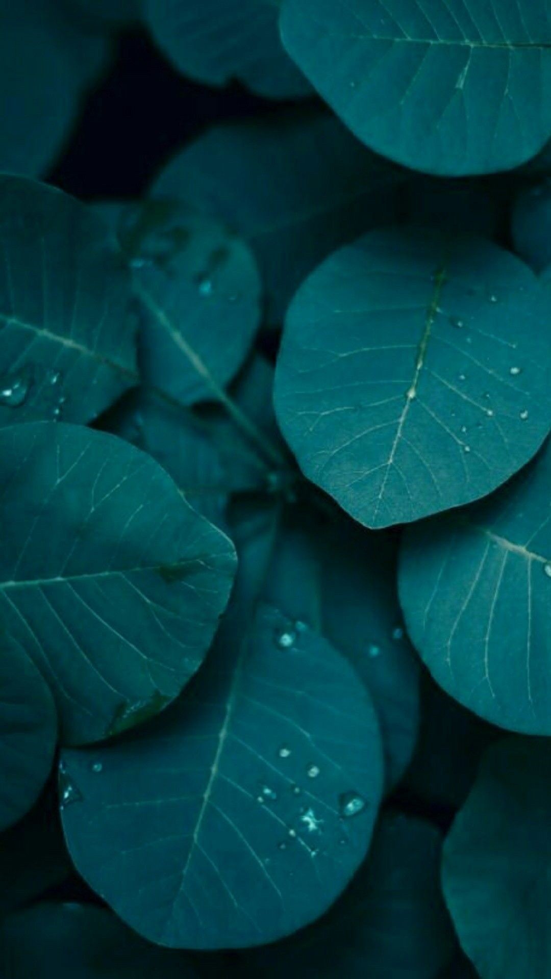 Teal Green Wallpapers Wallpaper Cave