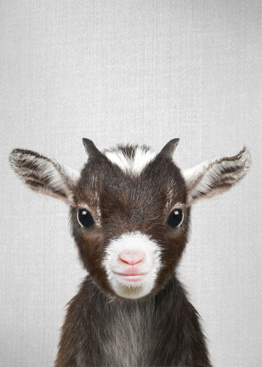 Cute Goat Wallpapers Wallpaper Cave