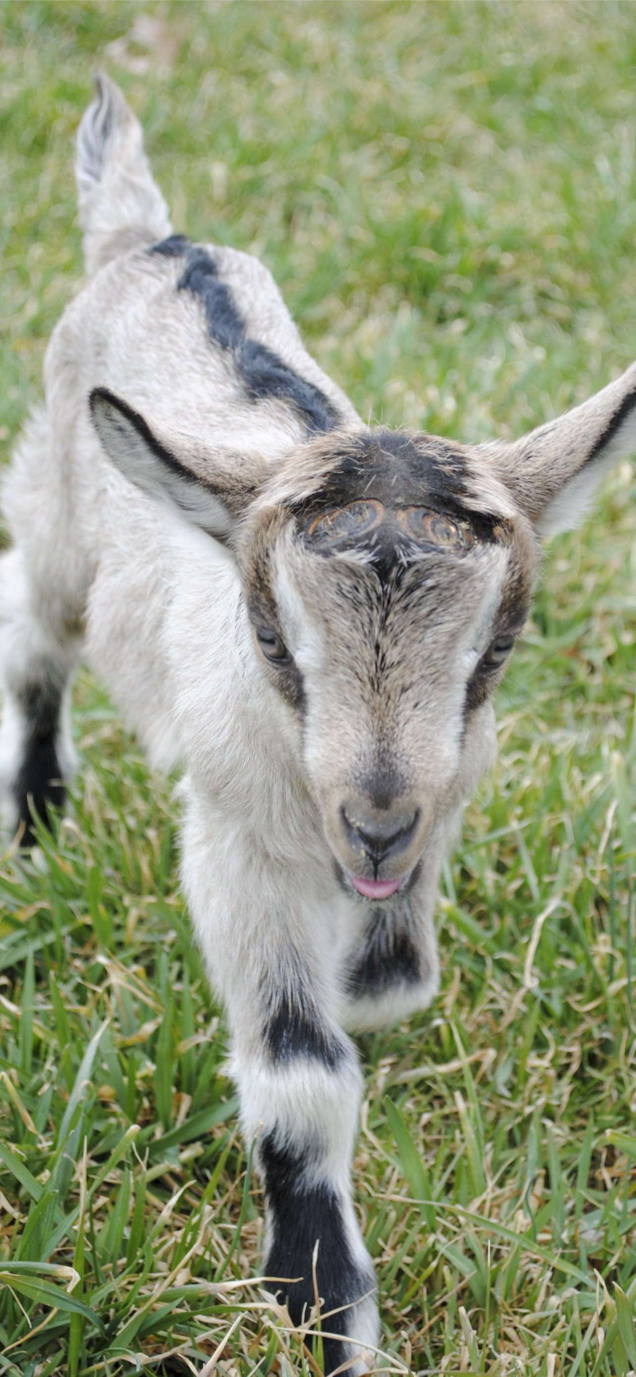 Cute Goat Wallpapers Wallpaper Cave