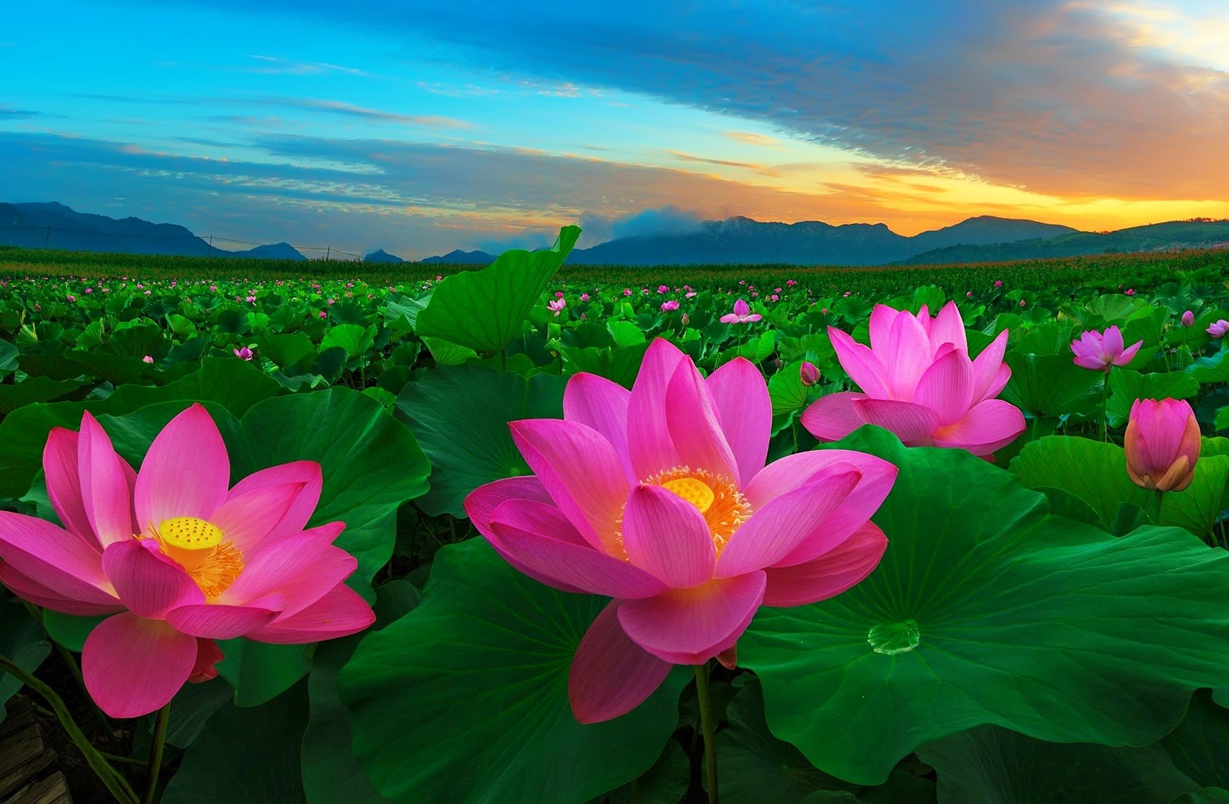 Pink Lotus Wallpapers Wallpaper Cave