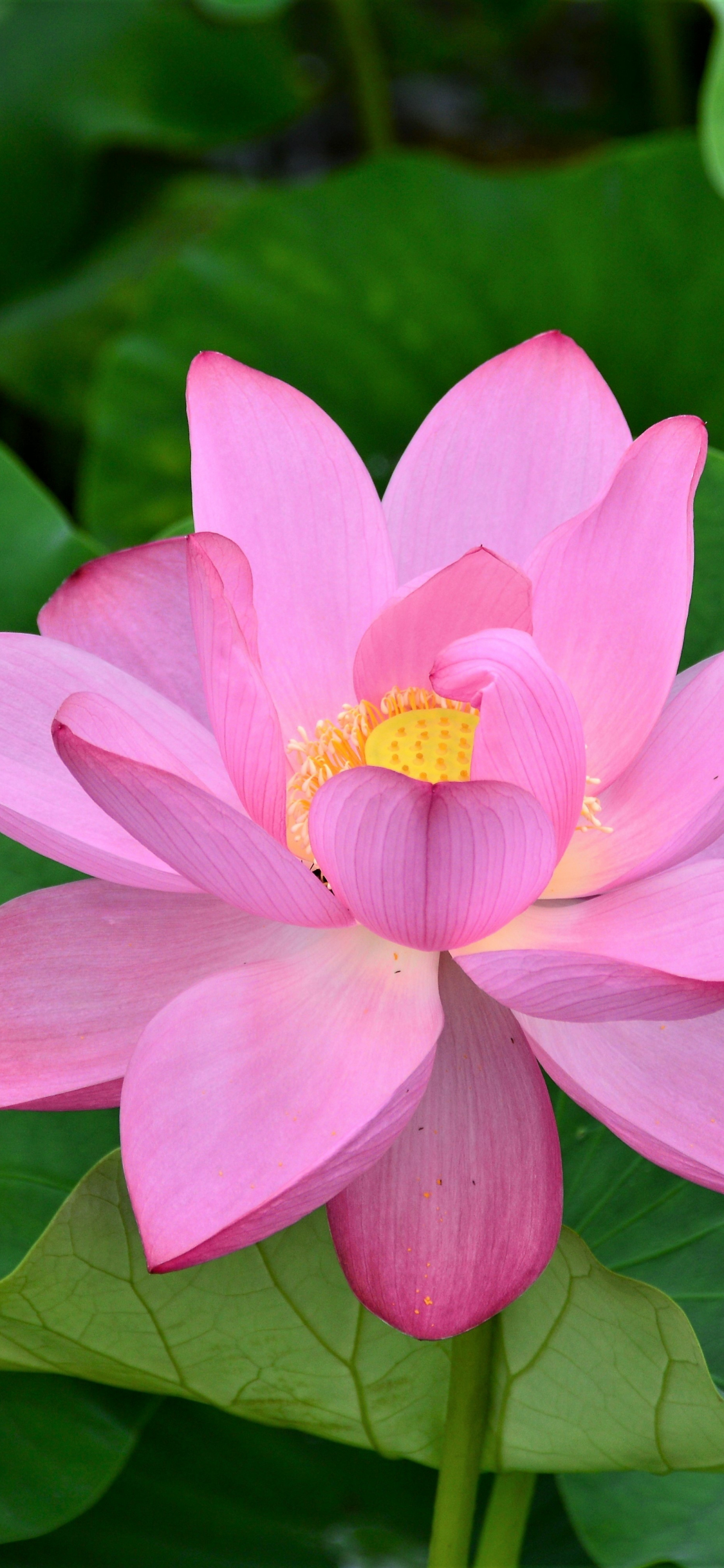 Pink Lotus Wallpapers Wallpaper Cave