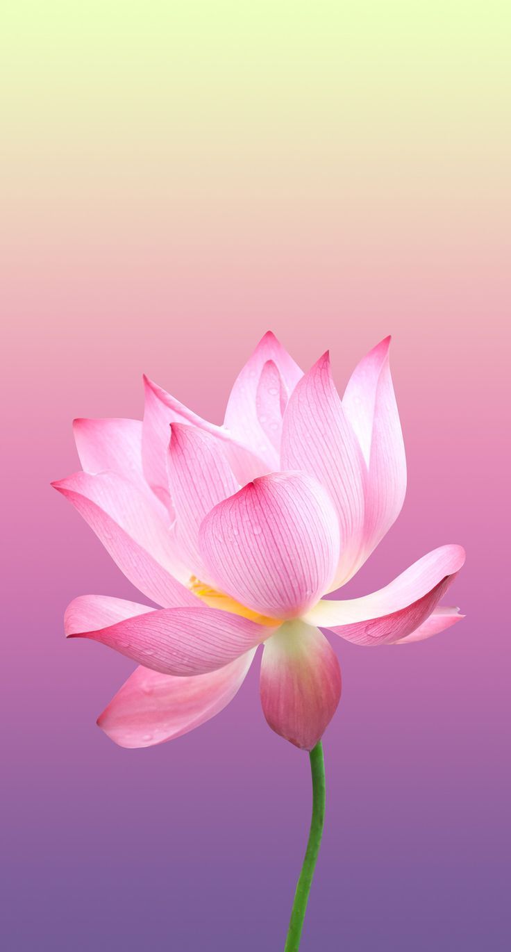 Pink Lotus Wallpapers Wallpaper Cave