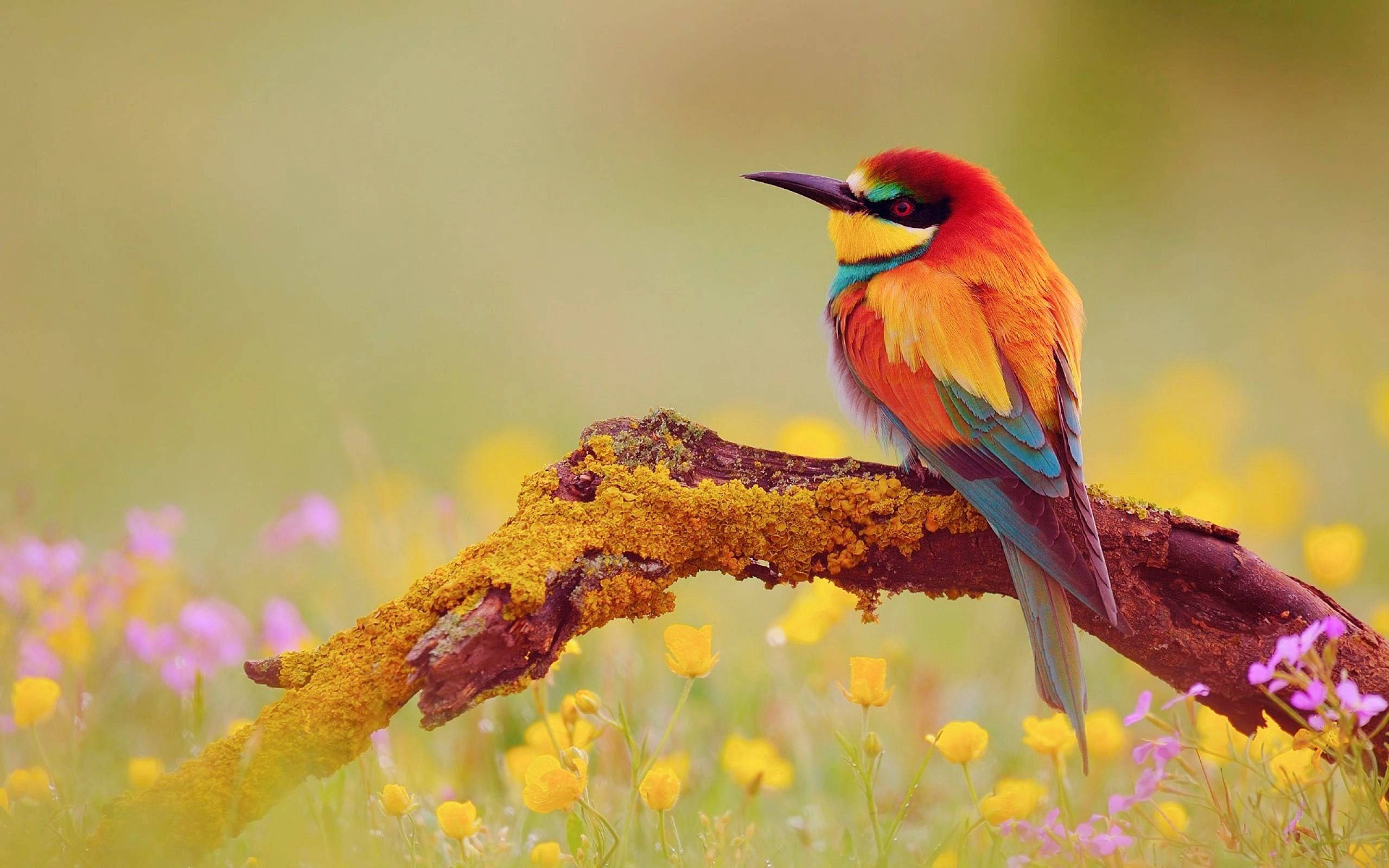 Colorful Bird Wallpapers Wallpaper Cave