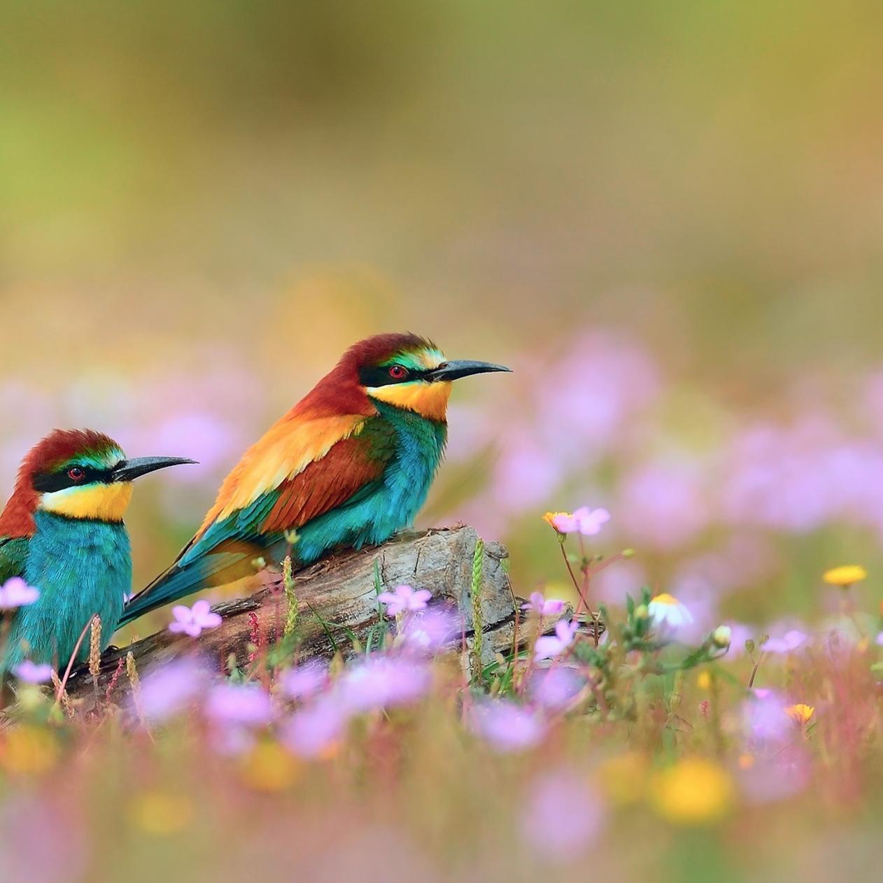 Colorful Bird Wallpapers Wallpaper Cave