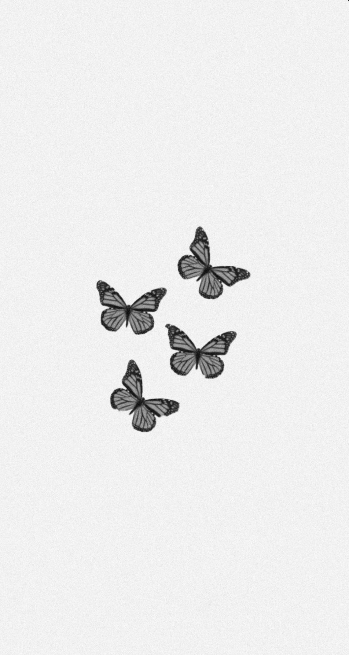 Black And White Butterfly Wallpapers Wallpaper Cave