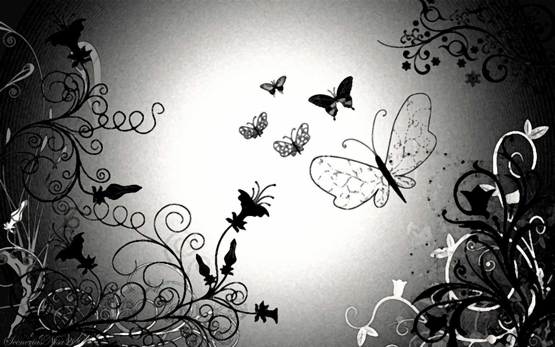 Black And White Butterfly Wallpapers Wallpaper Cave