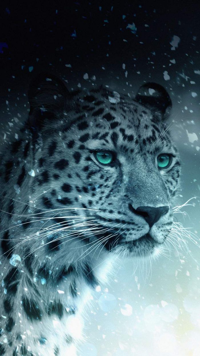 Leopard iPhone Wallpapers Wallpaper Cave