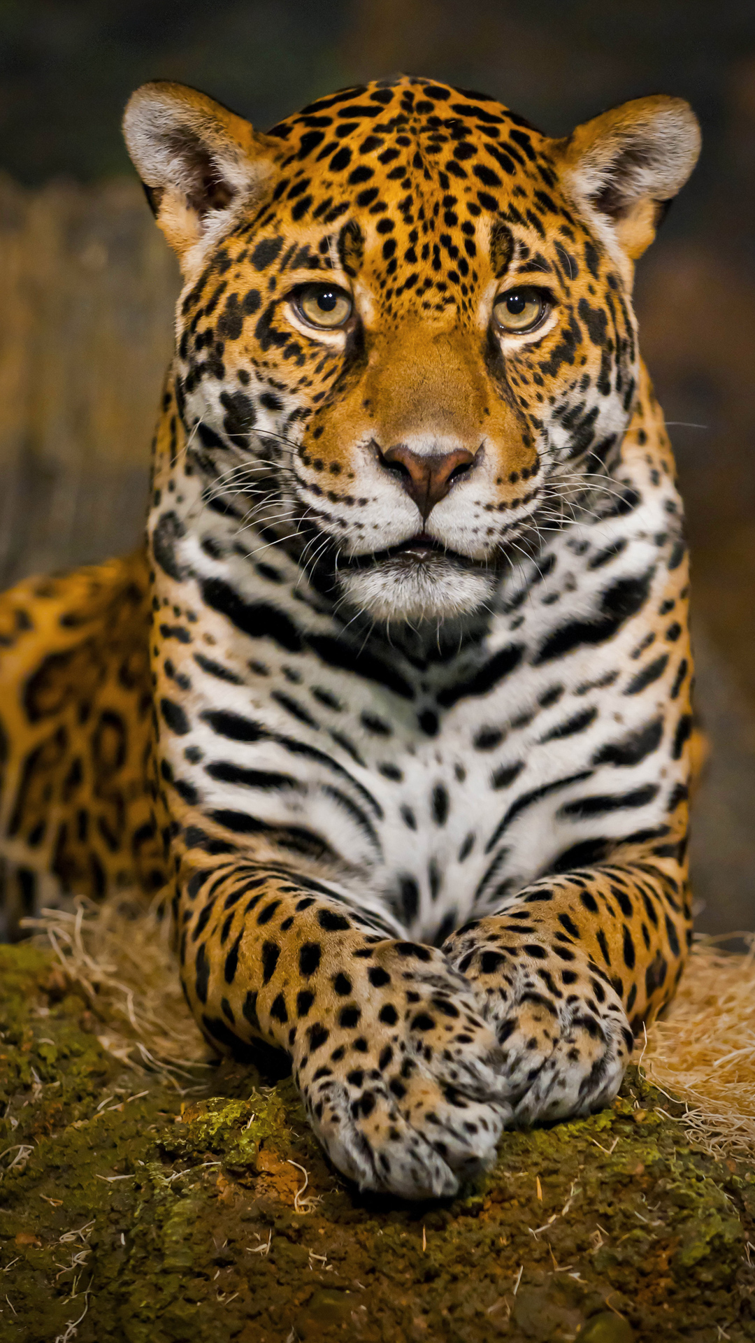 Leopard iPhone Wallpapers Wallpaper Cave