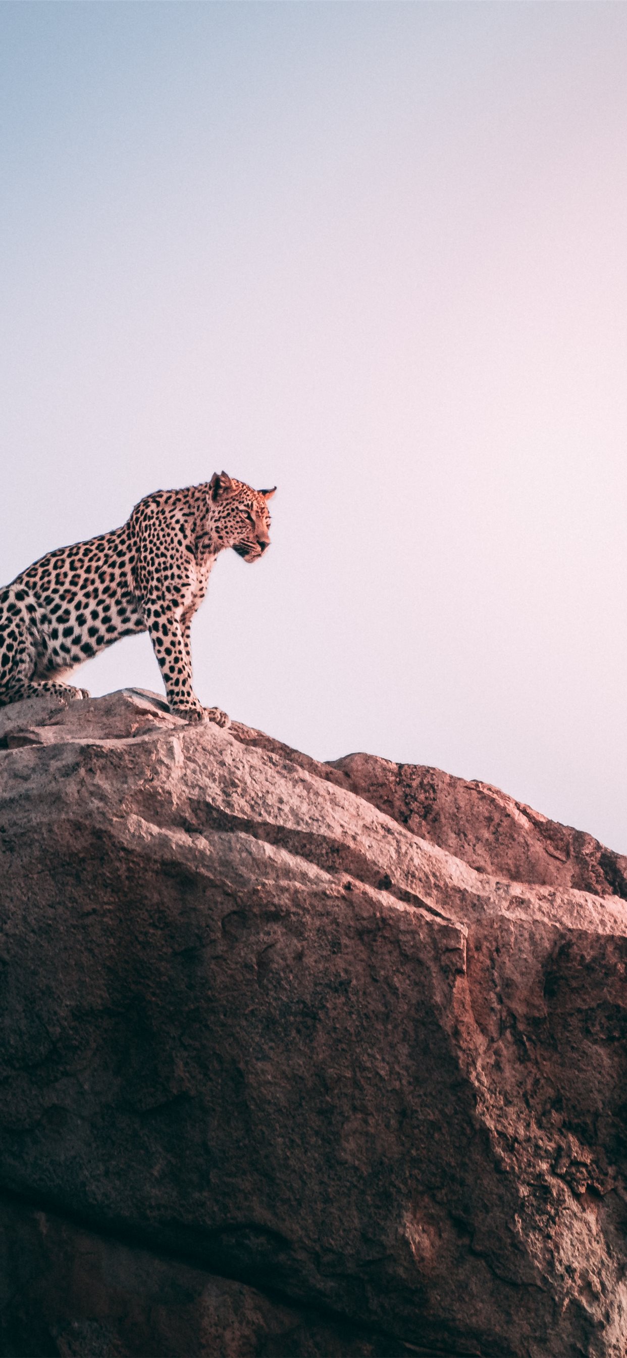 Leopard iPhone Wallpapers Wallpaper Cave