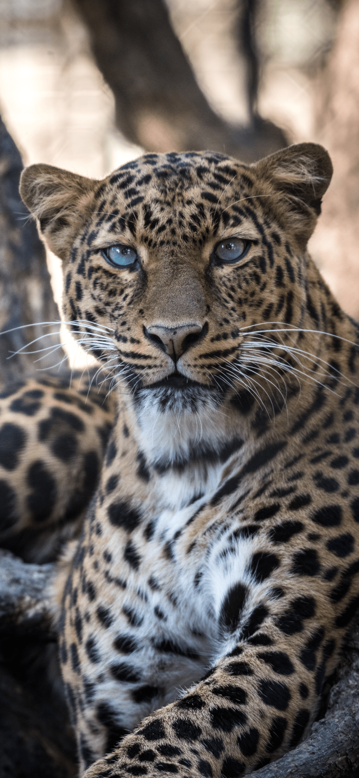 Leopard iPhone Wallpapers Wallpaper Cave