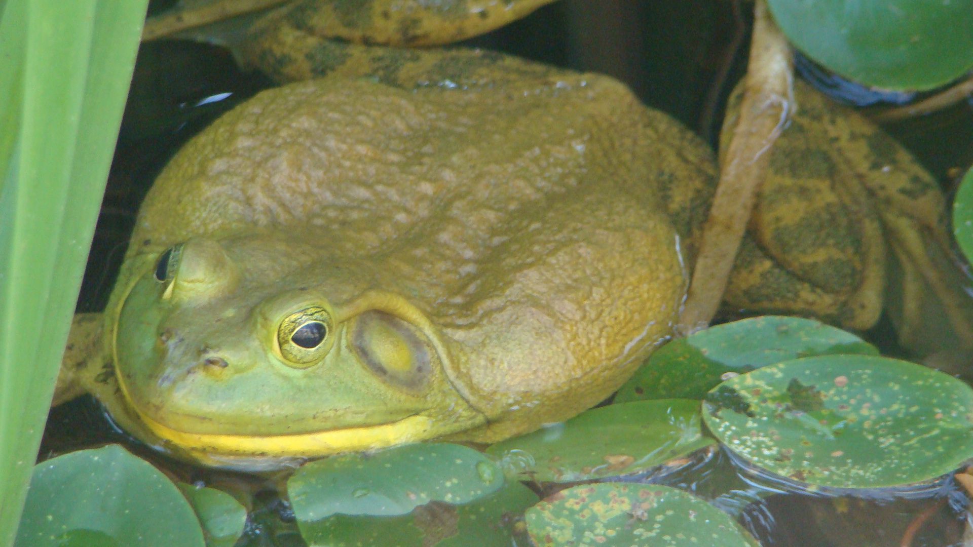 Fat Frog Wallpapers Wallpaper Cave