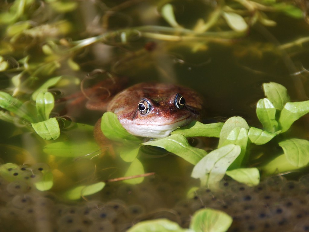 Fat Frog Wallpapers Wallpaper Cave