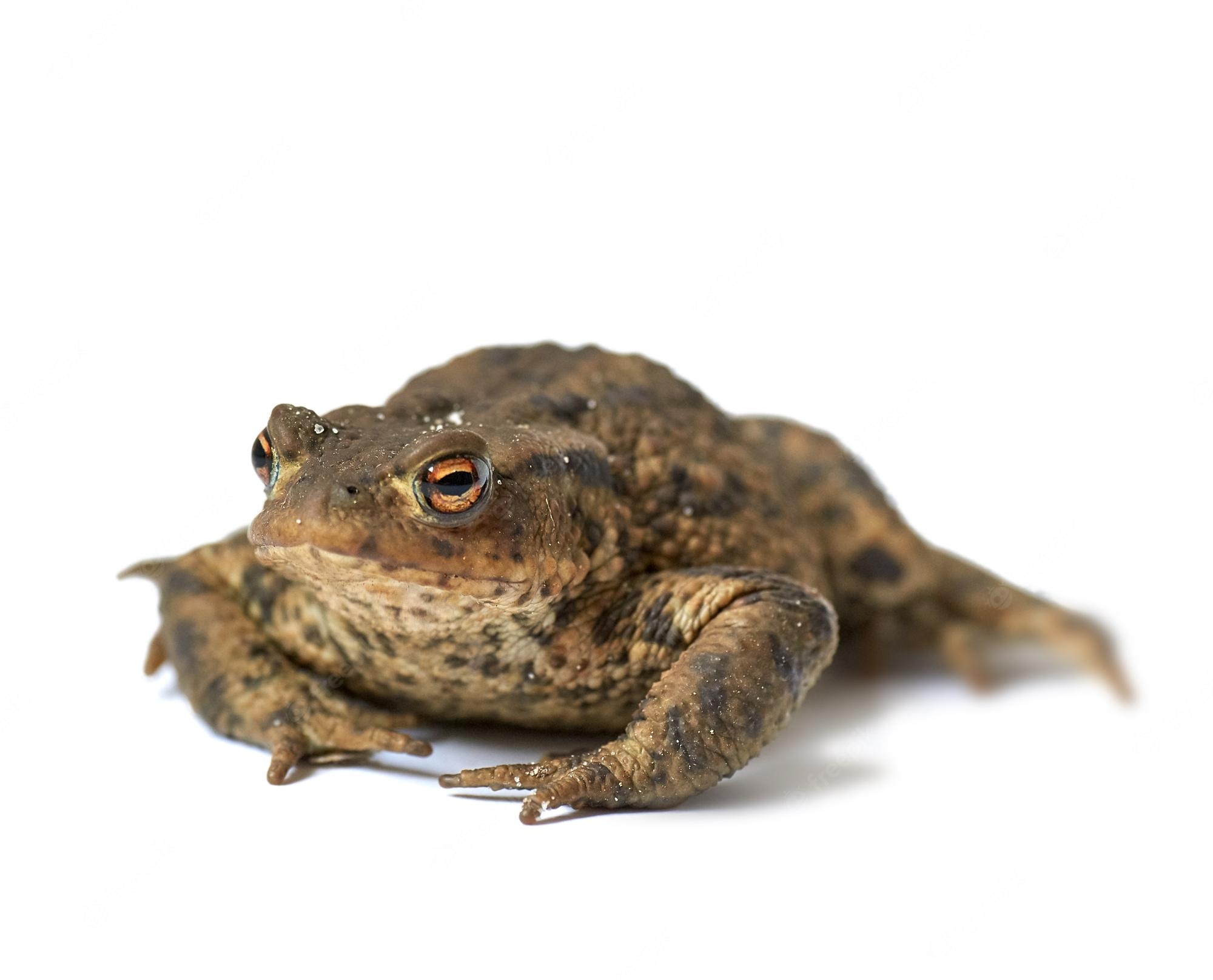 Fat Frog Wallpapers Wallpaper Cave