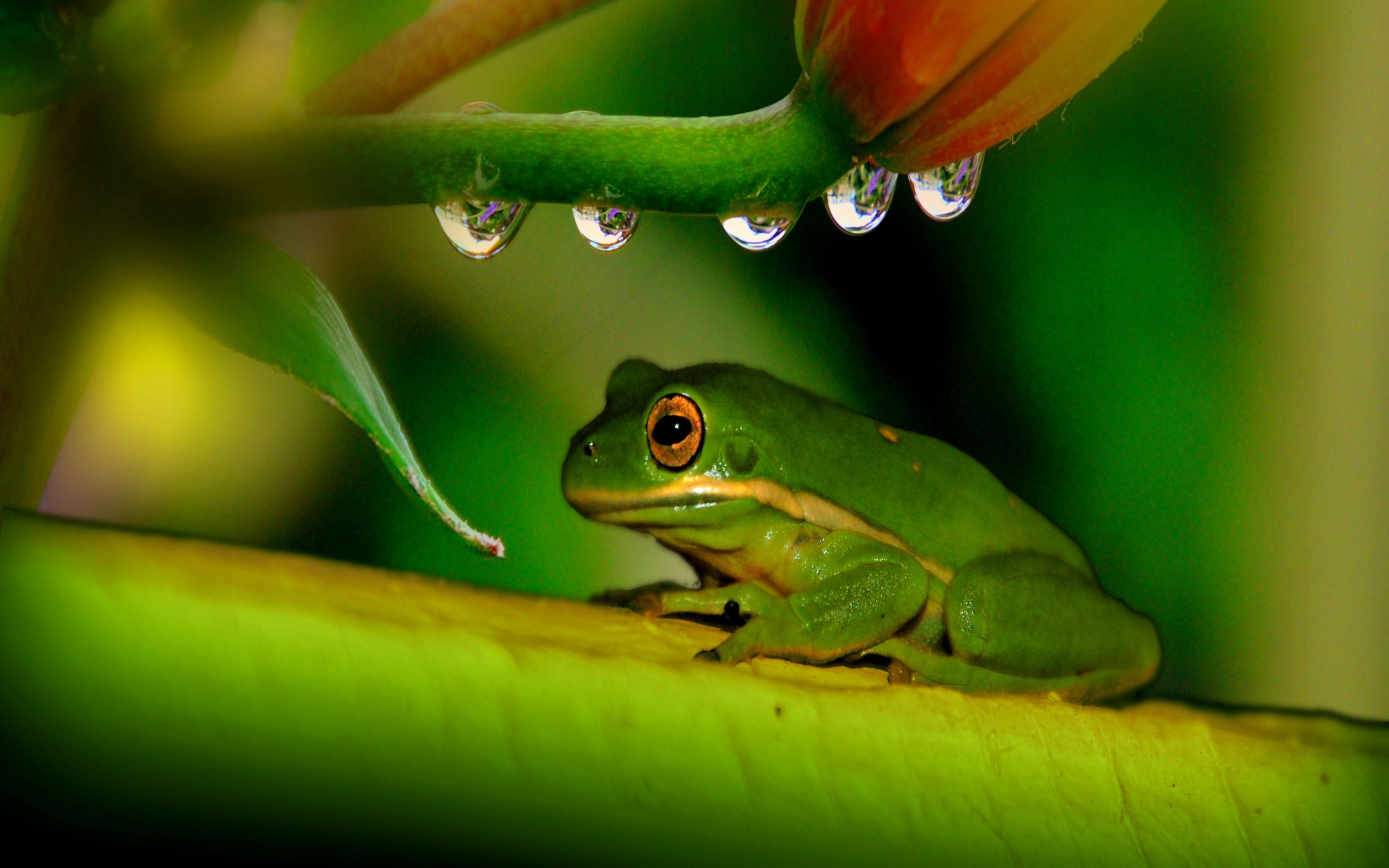 Fat Frog Wallpapers Wallpaper Cave