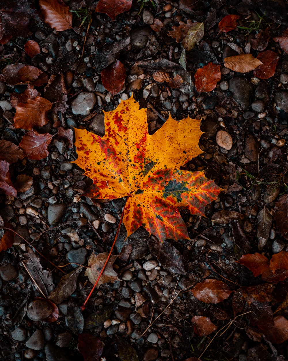 Autumn Orange Leaves Wallpapers Wallpaper Cave