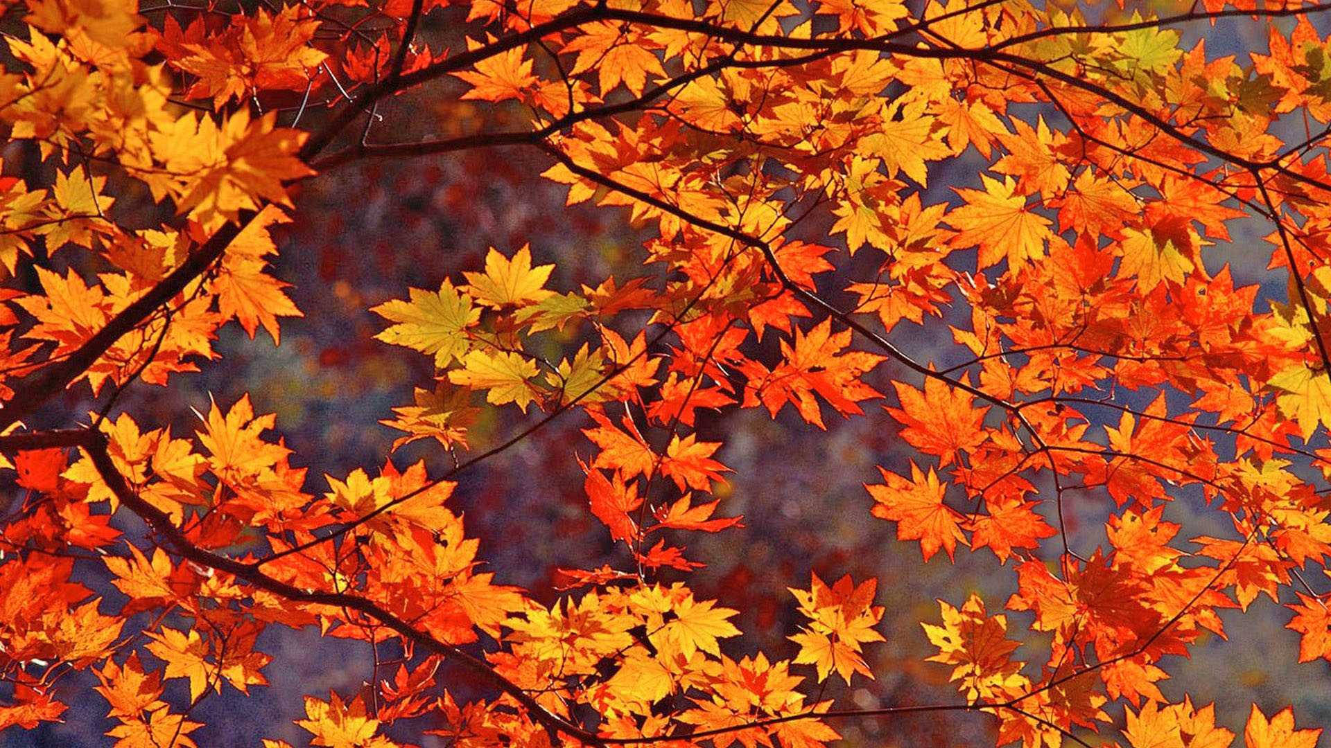 Autumn Orange Leaves Wallpapers Wallpaper Cave