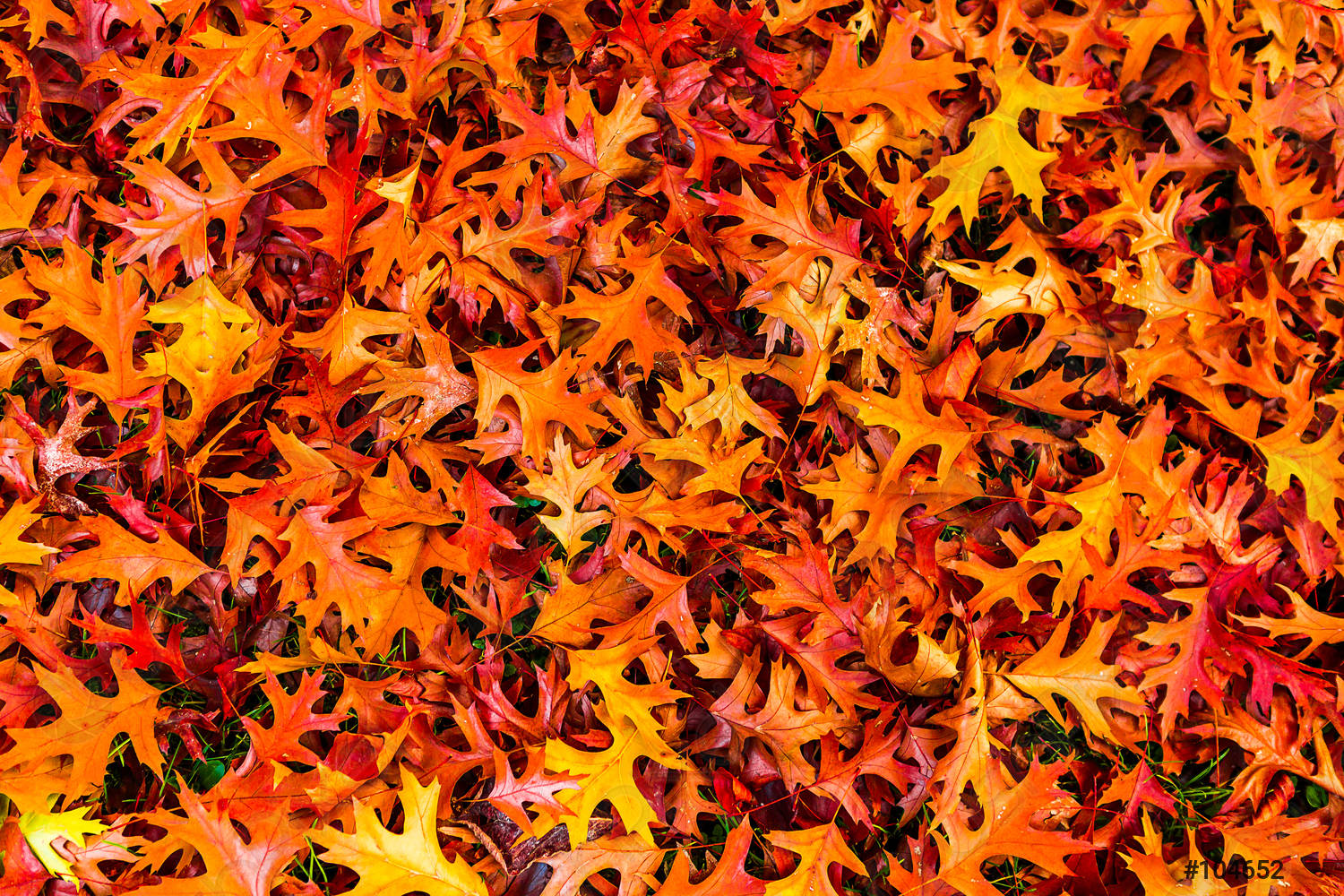 Autumn Orange Leaves Wallpapers Wallpaper Cave