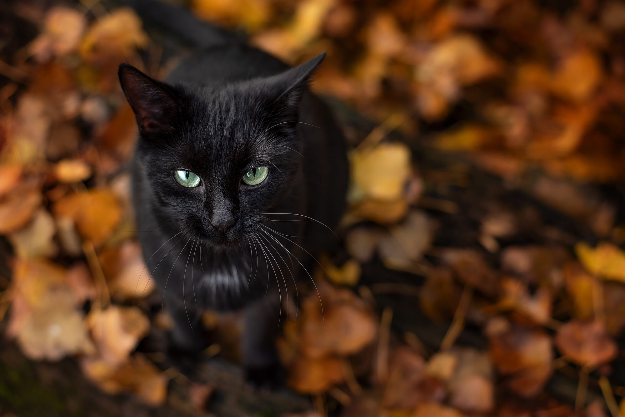 Aesthetic Cat Autumn Wallpapers Wallpaper Cave