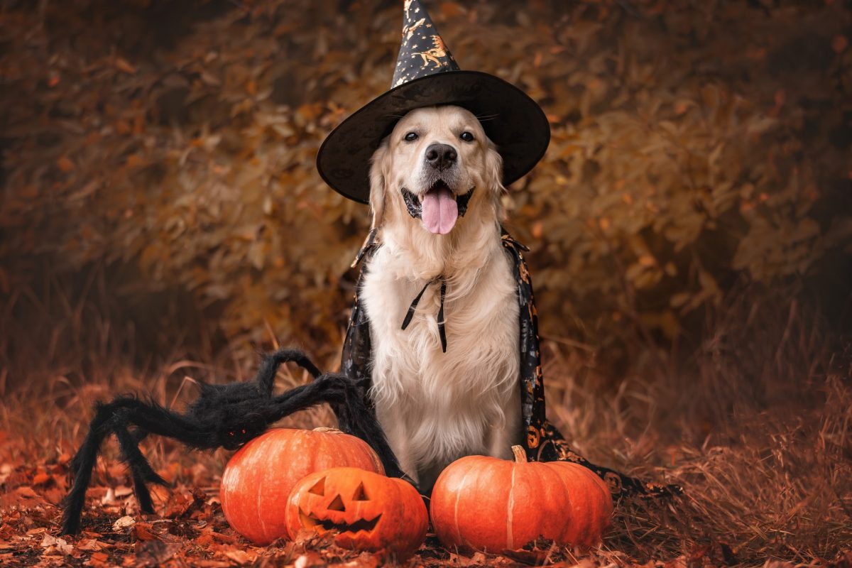 Halloween And Animals Wallpapers Wallpaper Cave
