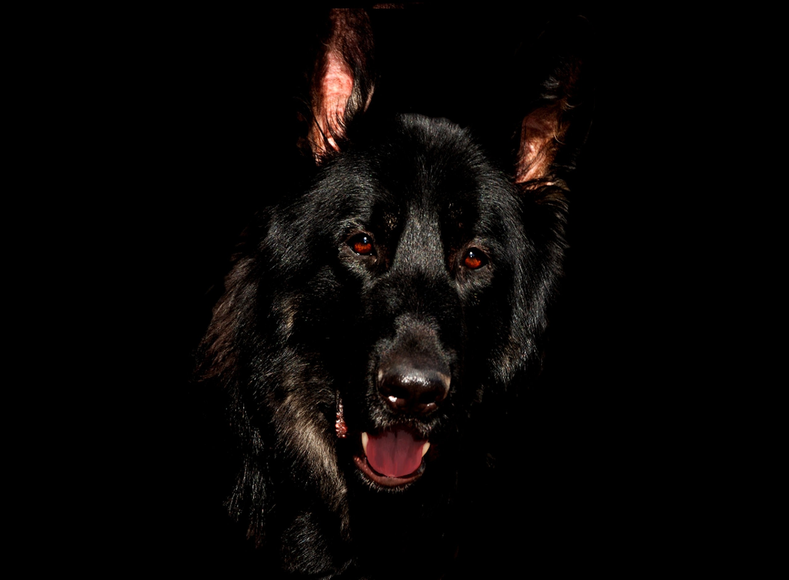 Fluffy Black Dogs Wallpapers Wallpaper Cave