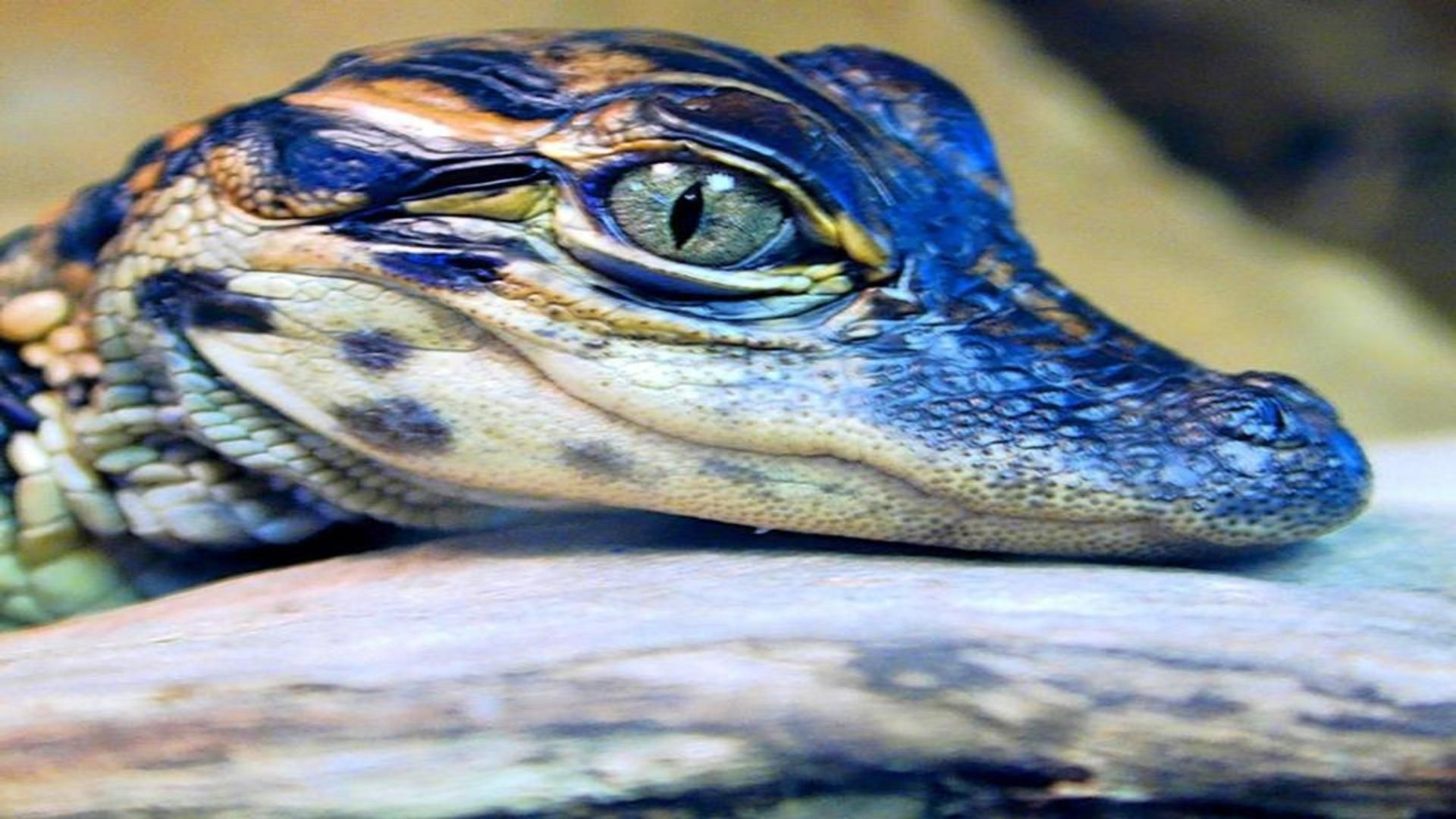 Baby Alligator Wallpapers Wallpaper Cave
