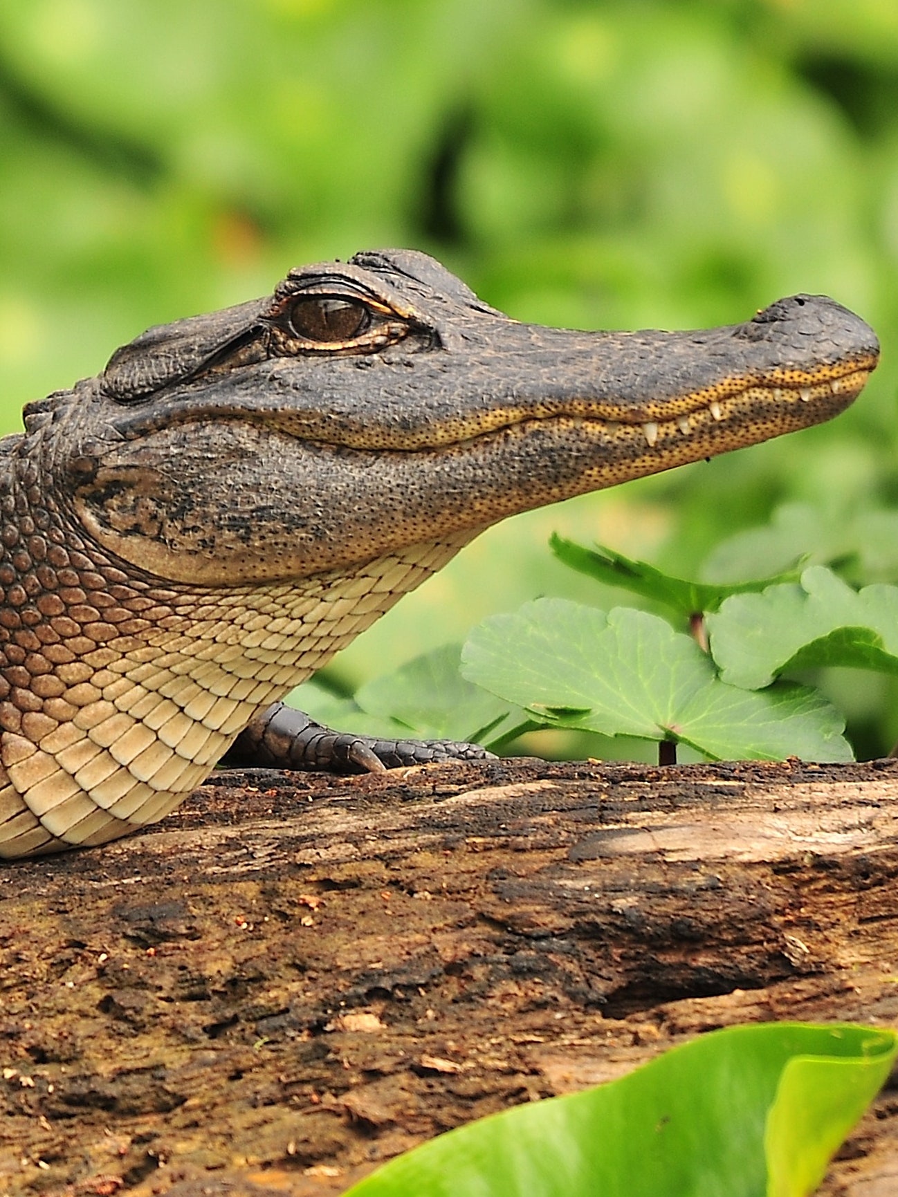 Baby Alligator Wallpapers Wallpaper Cave