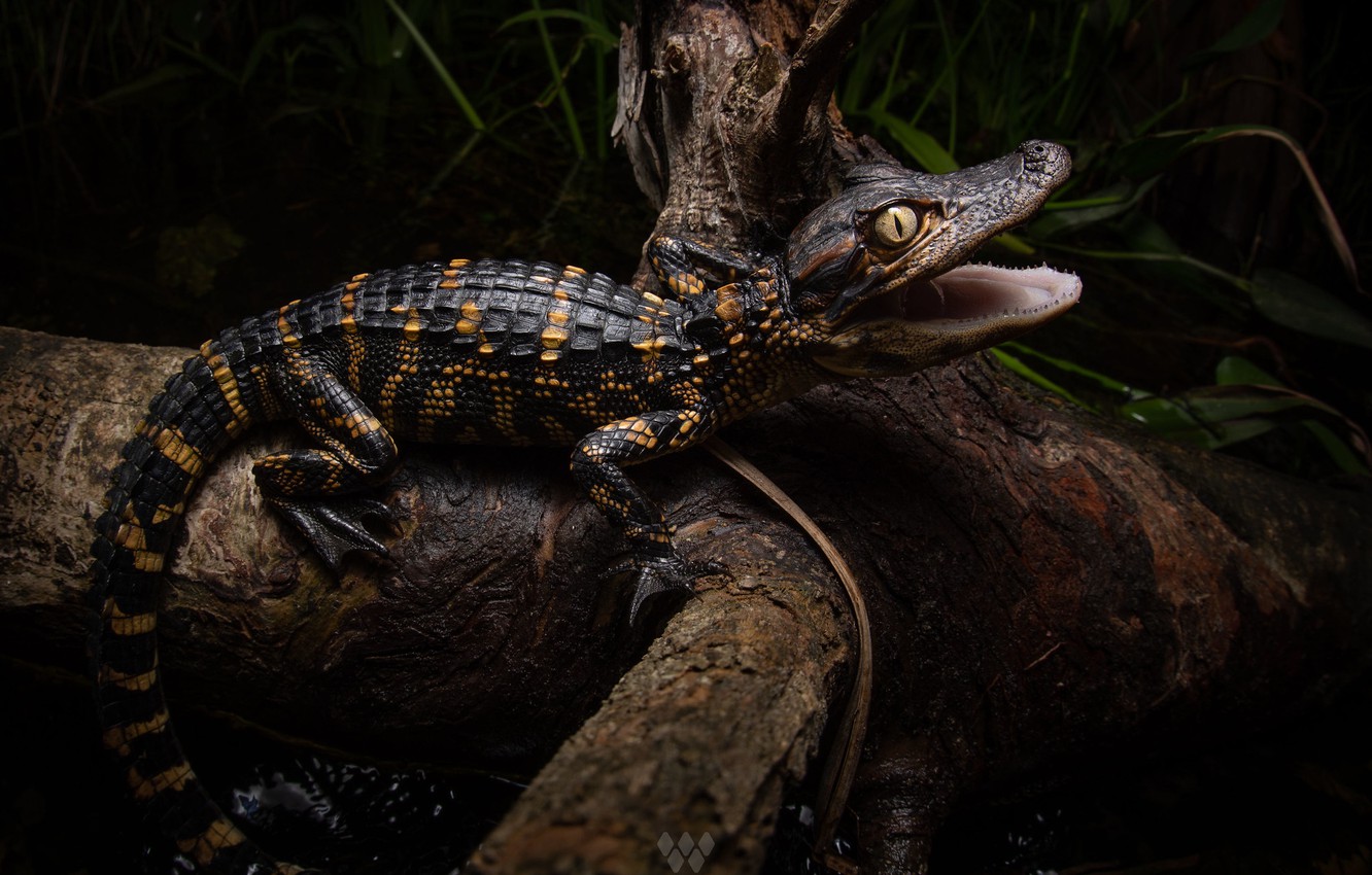 Baby Alligator Wallpapers Wallpaper Cave