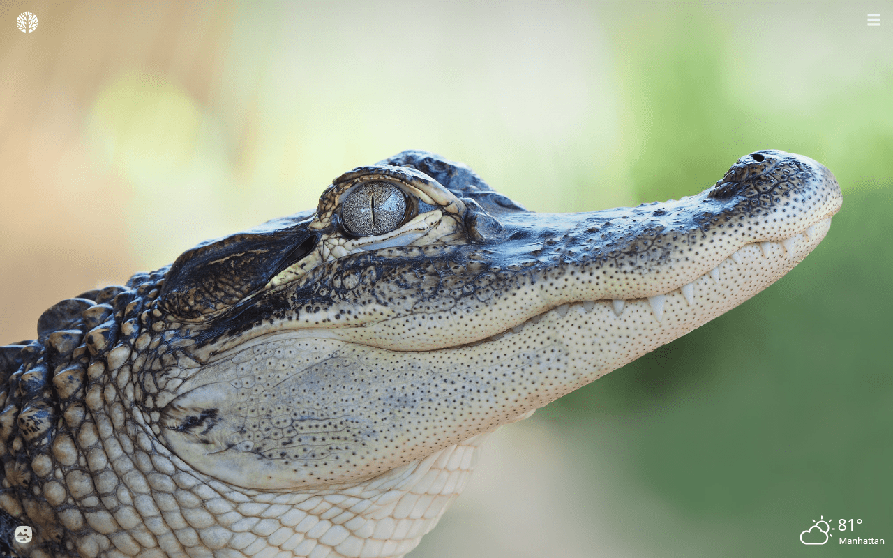 Baby Alligator Wallpapers Wallpaper Cave