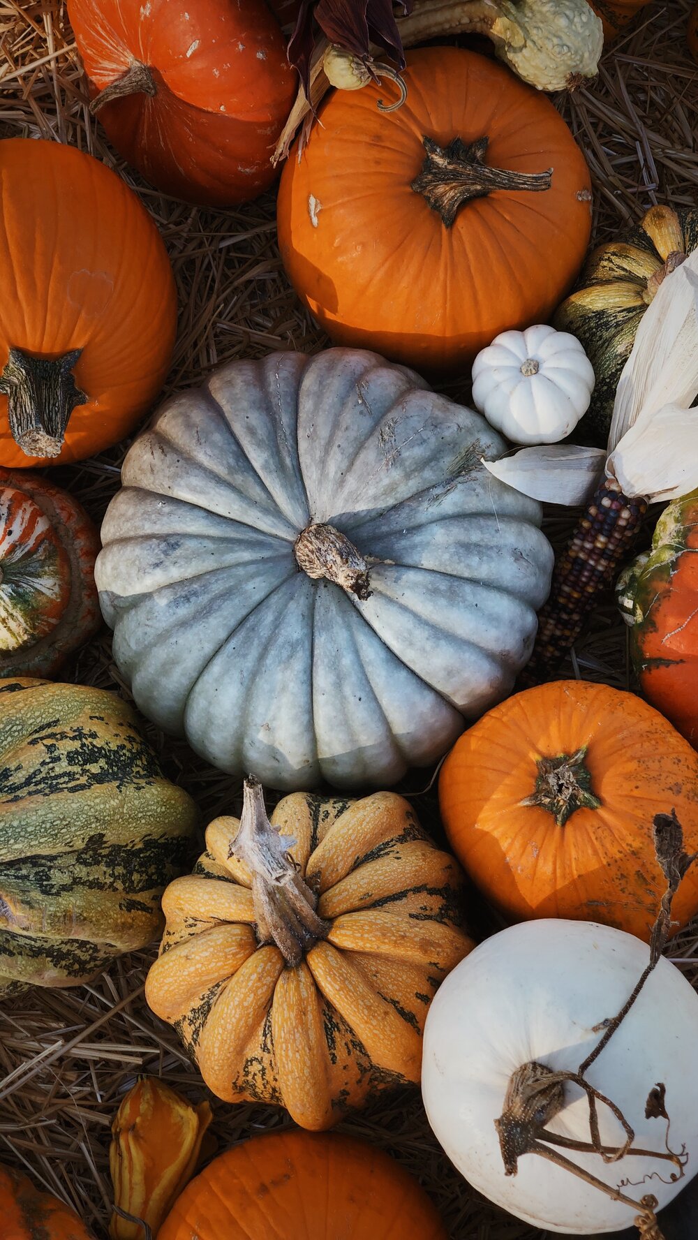 Pumpkins 2022 Wallpapers Wallpaper Cave