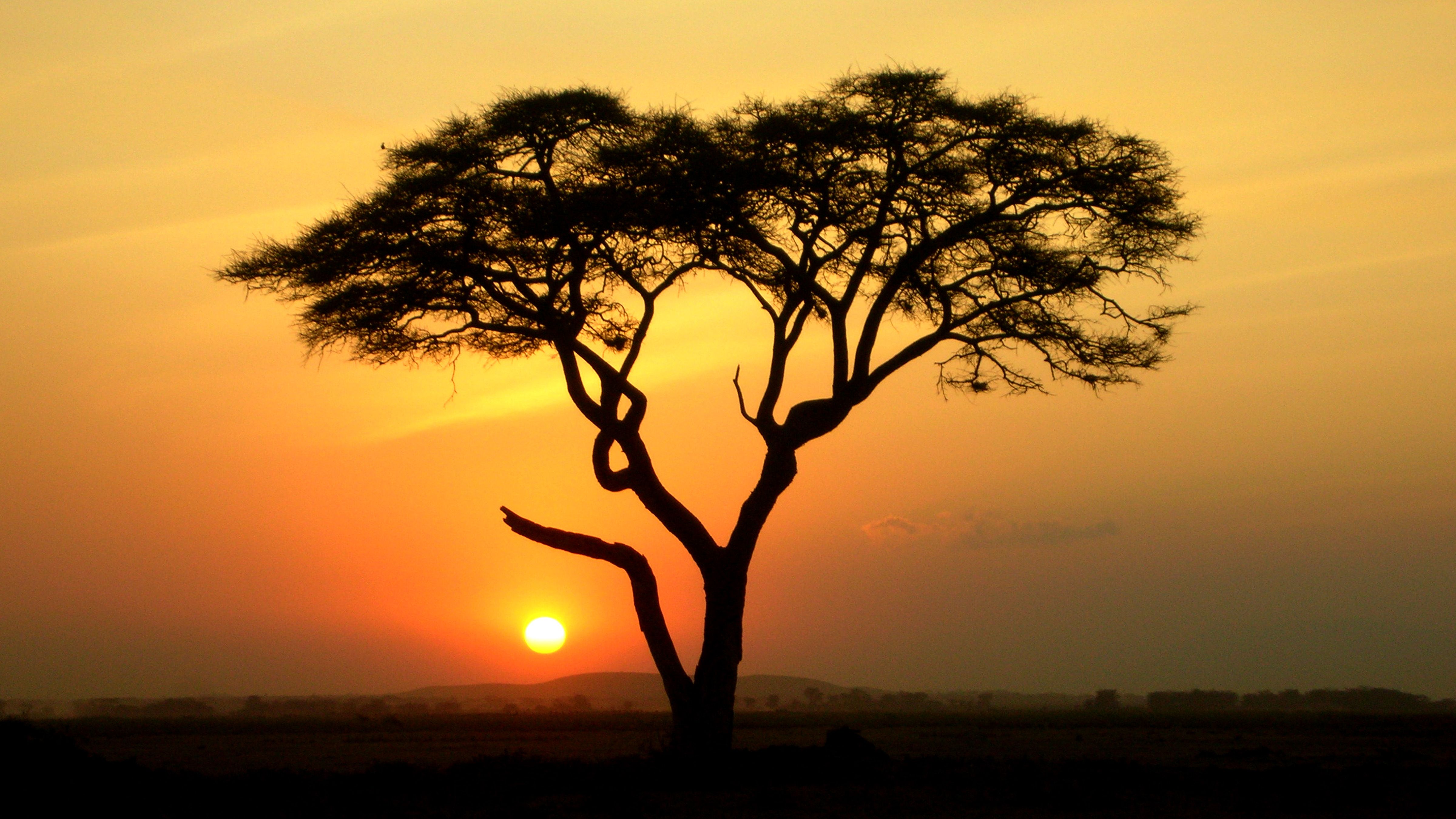 Acacia Tree Wallpapers Wallpaper Cave