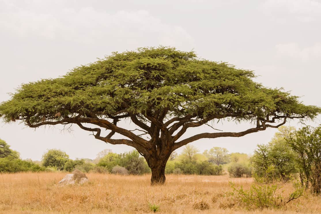 Acacia Tree Wallpapers Wallpaper Cave