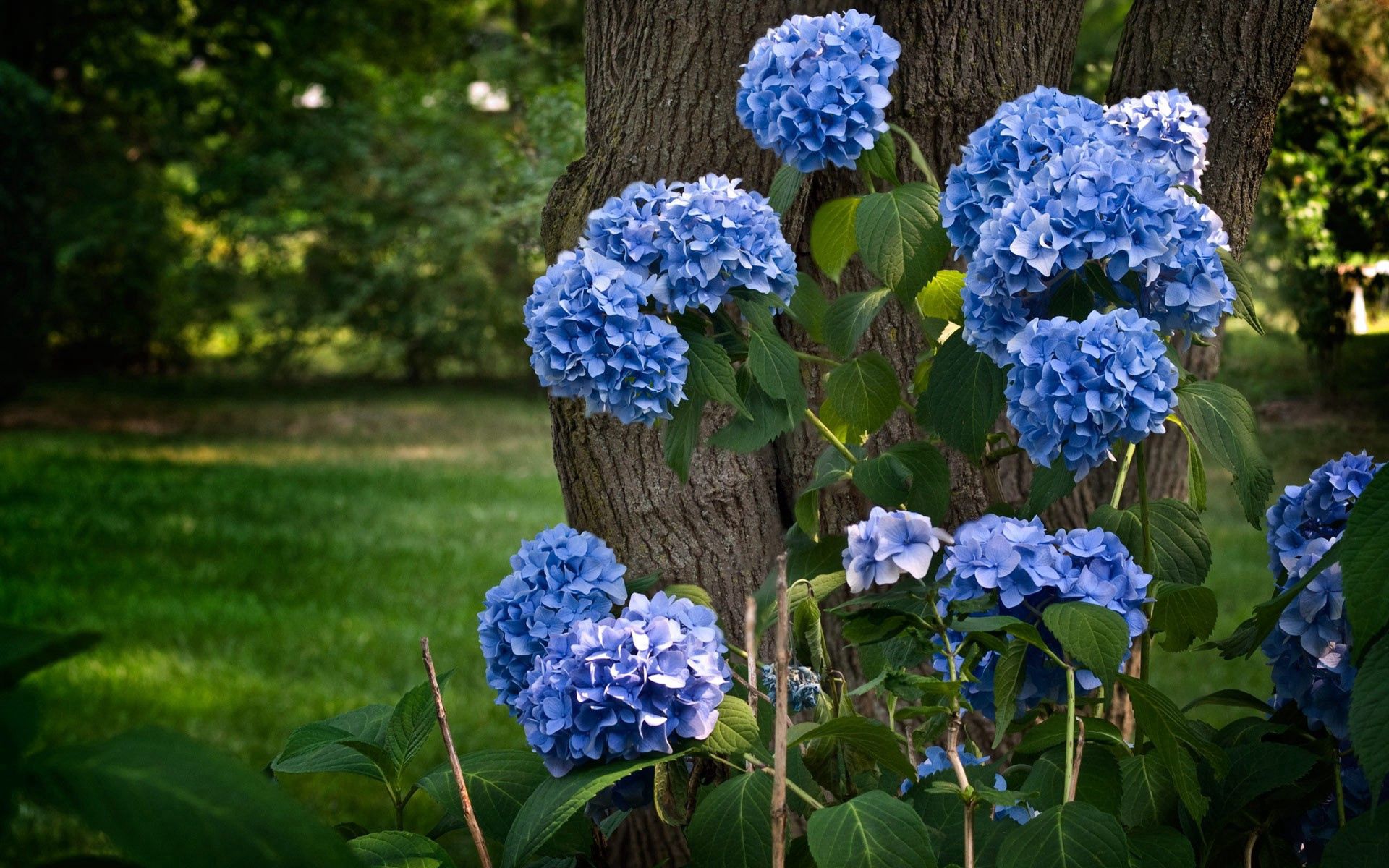 Hydrangea Garden Wallpapers Wallpaper Cave