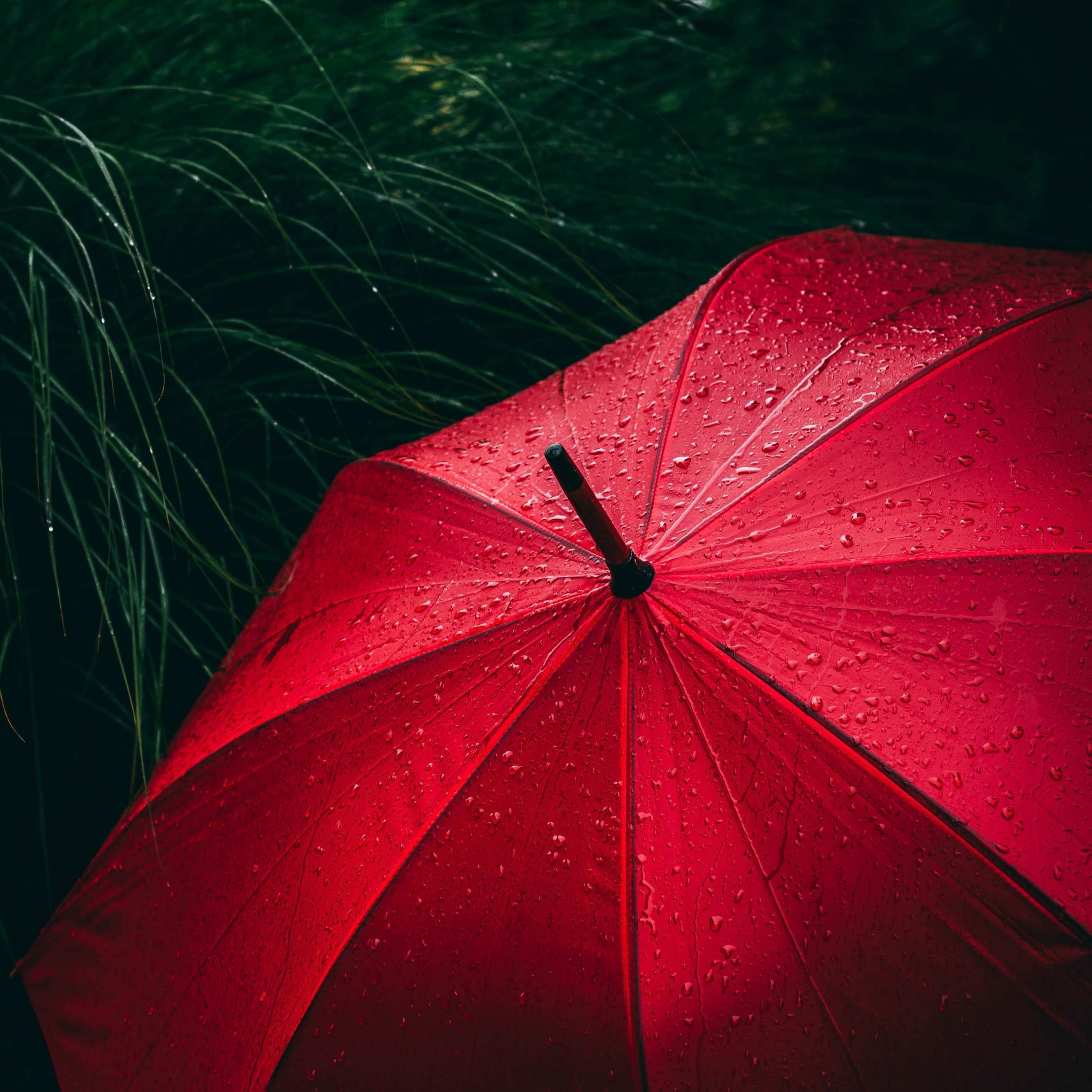 Red Umbrella Wallpaper
