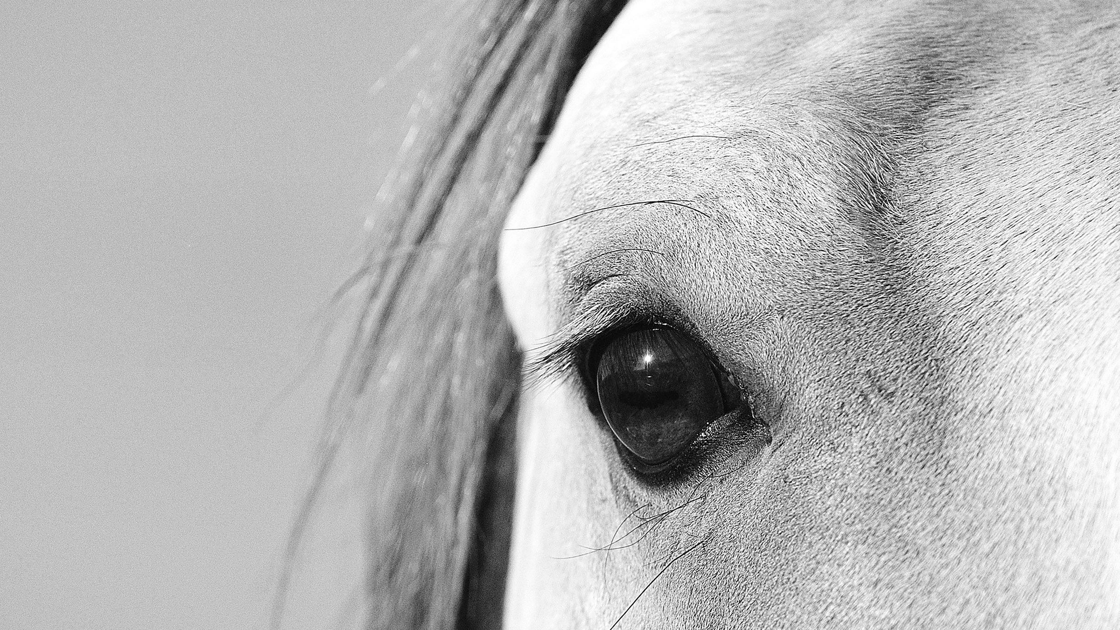 Horse Eye Wallpapers Wallpaper Cave