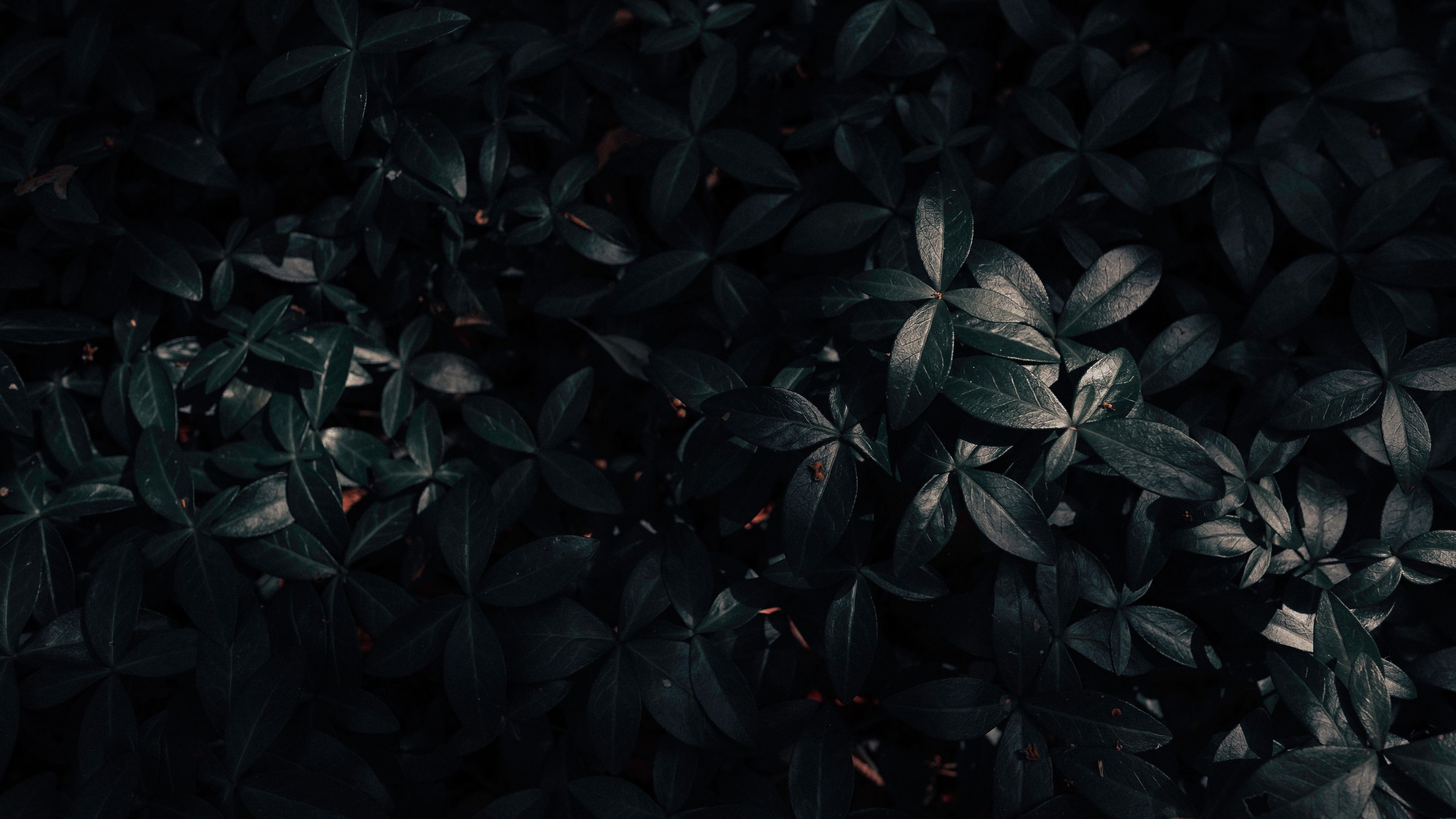 Dark Garden Wallpapers Wallpaper Cave