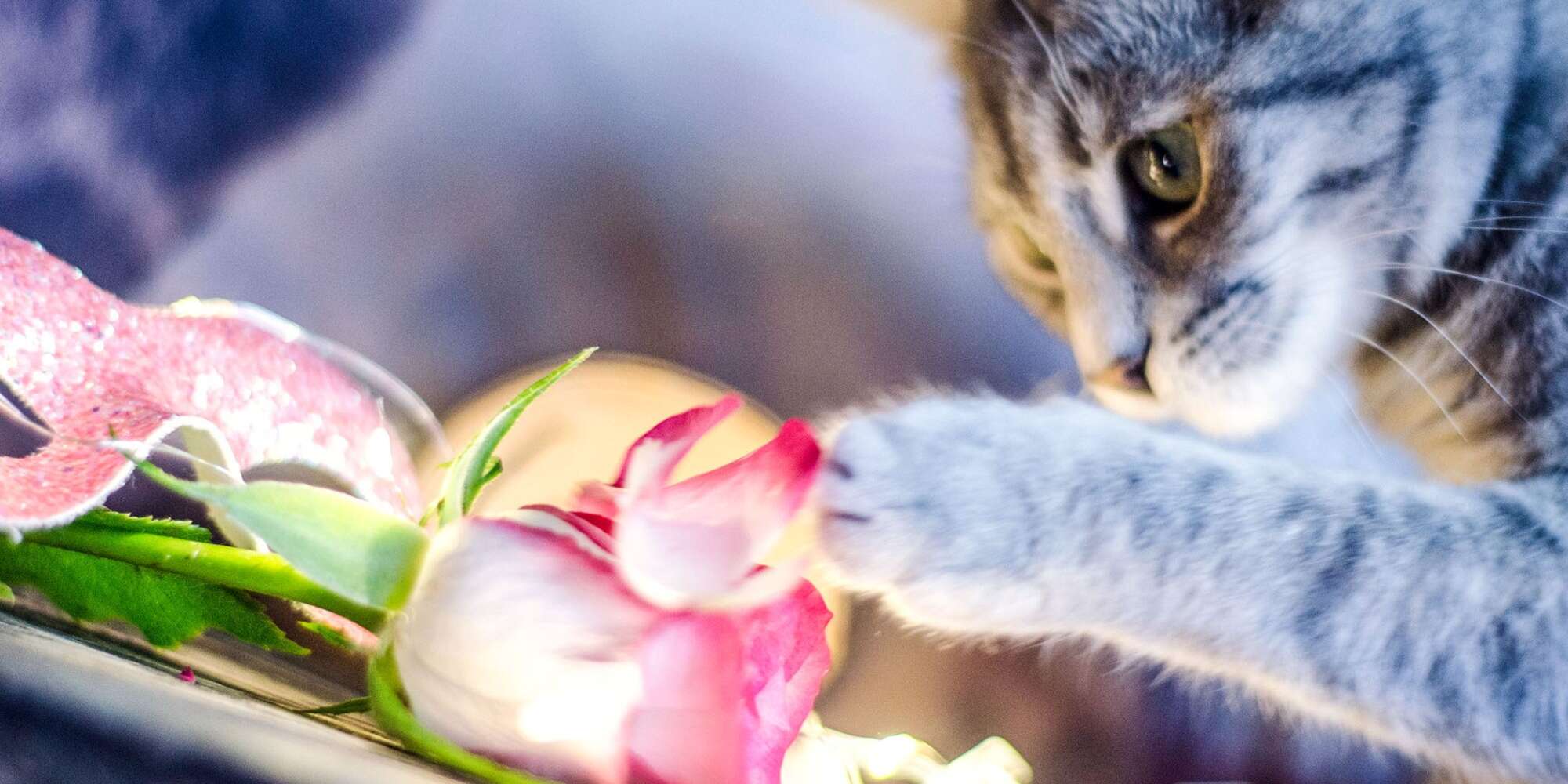 Cats With Flowers Wallpapers Wallpaper Cave