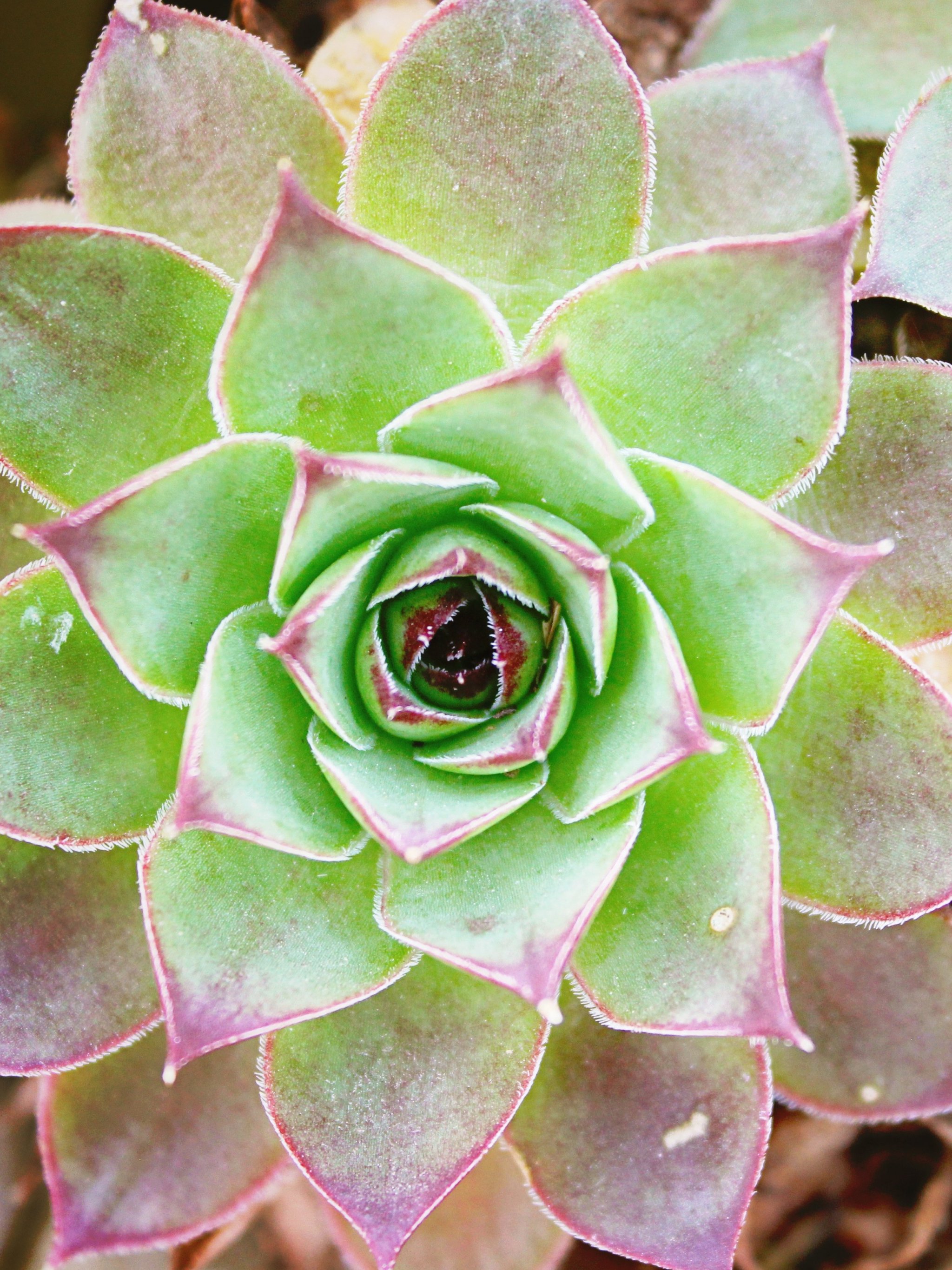 Cactus Flowers Wallpapers Wallpaper Cave