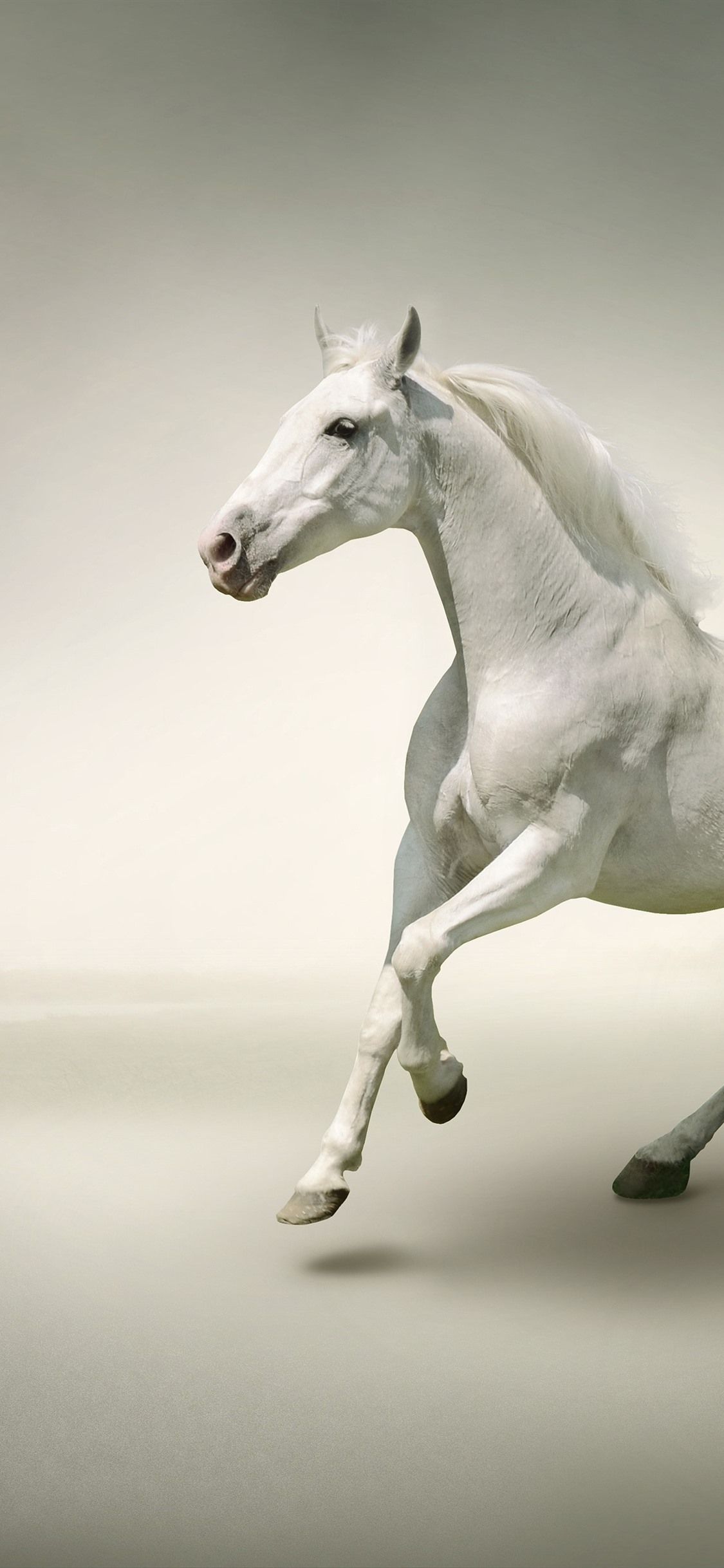 Running Horse iPhone Wallpapers Wallpaper Cave