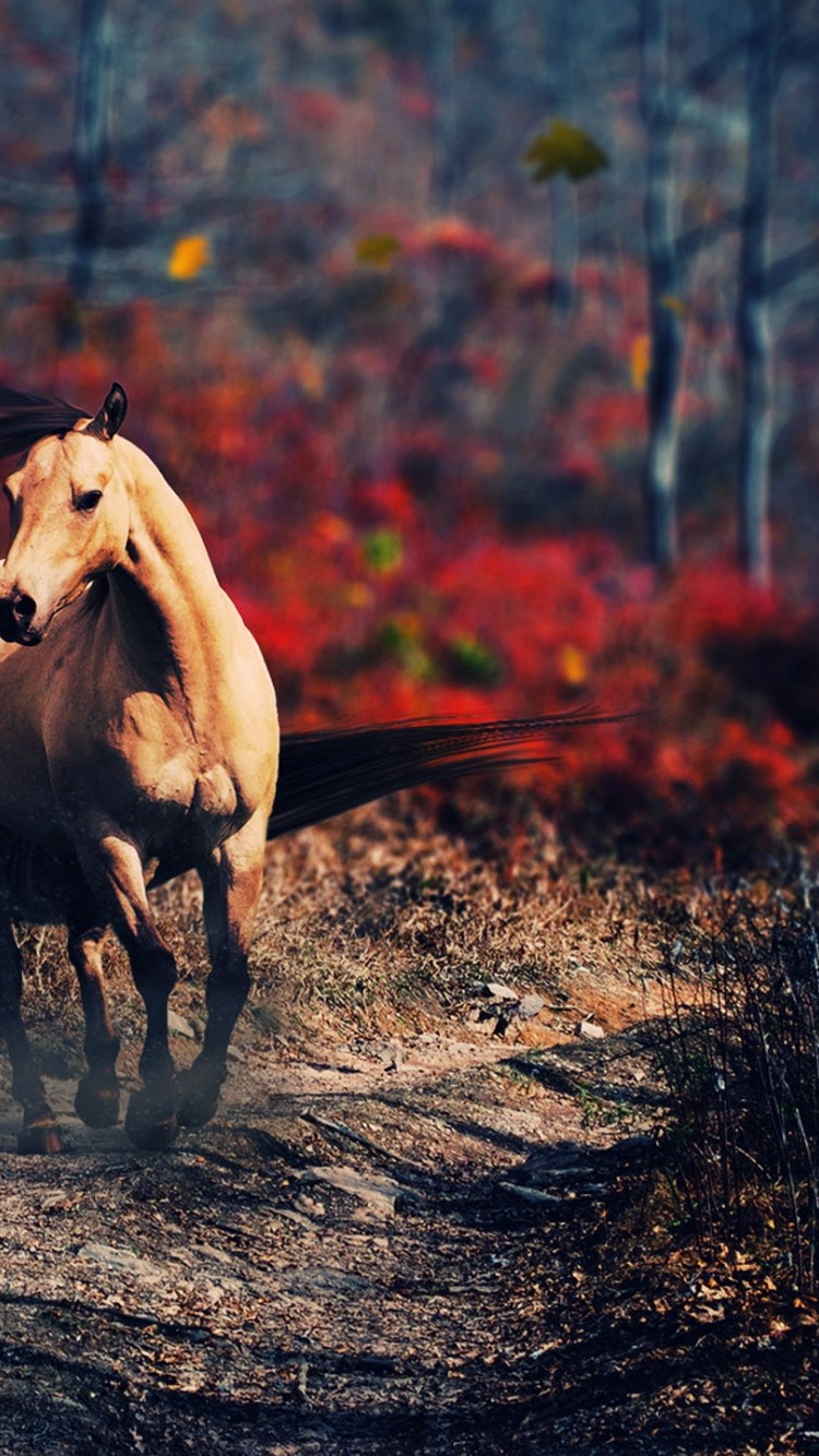 Running Horse iPhone Wallpapers Wallpaper Cave