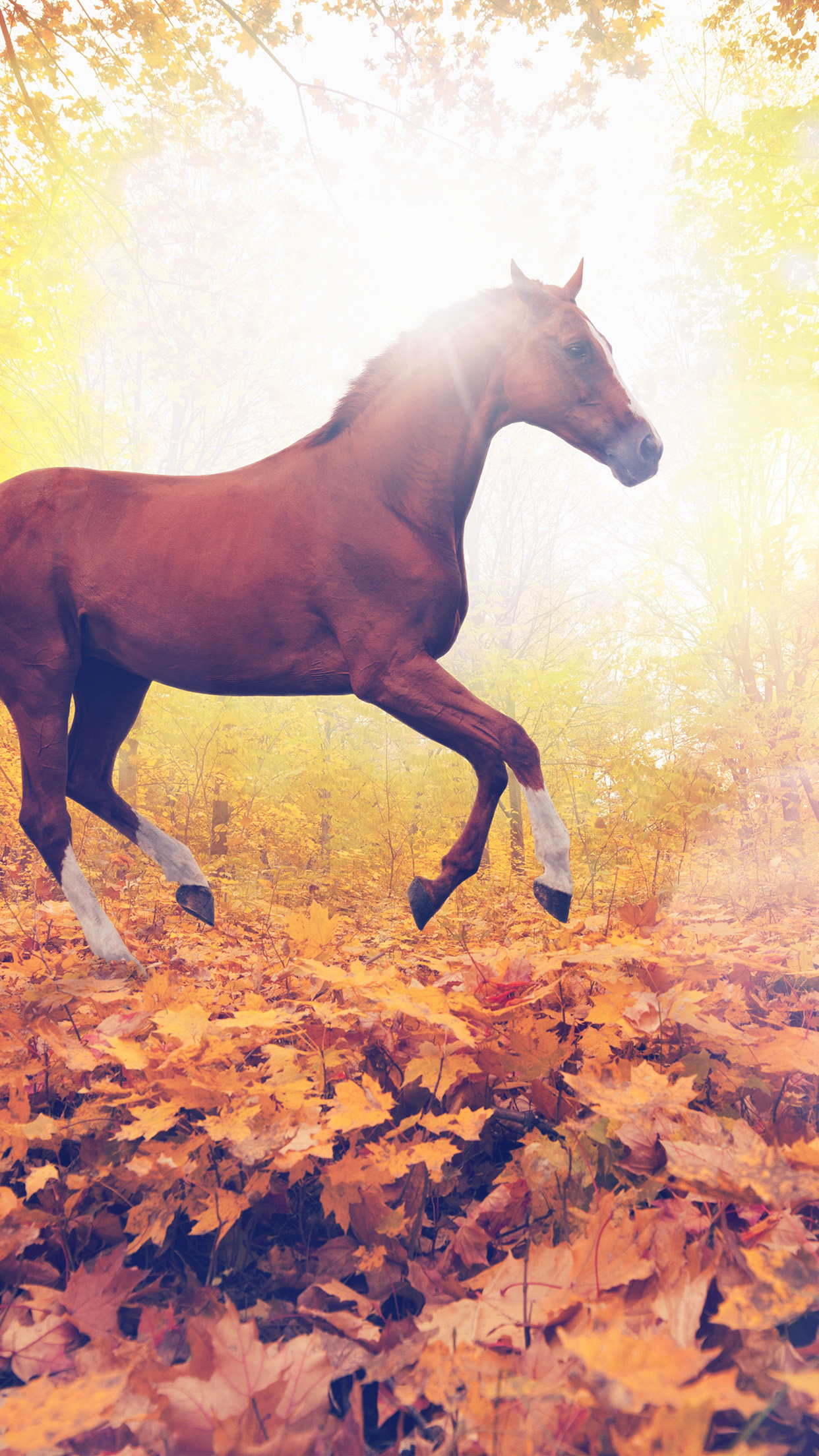 Running Horse iPhone Wallpapers Wallpaper Cave