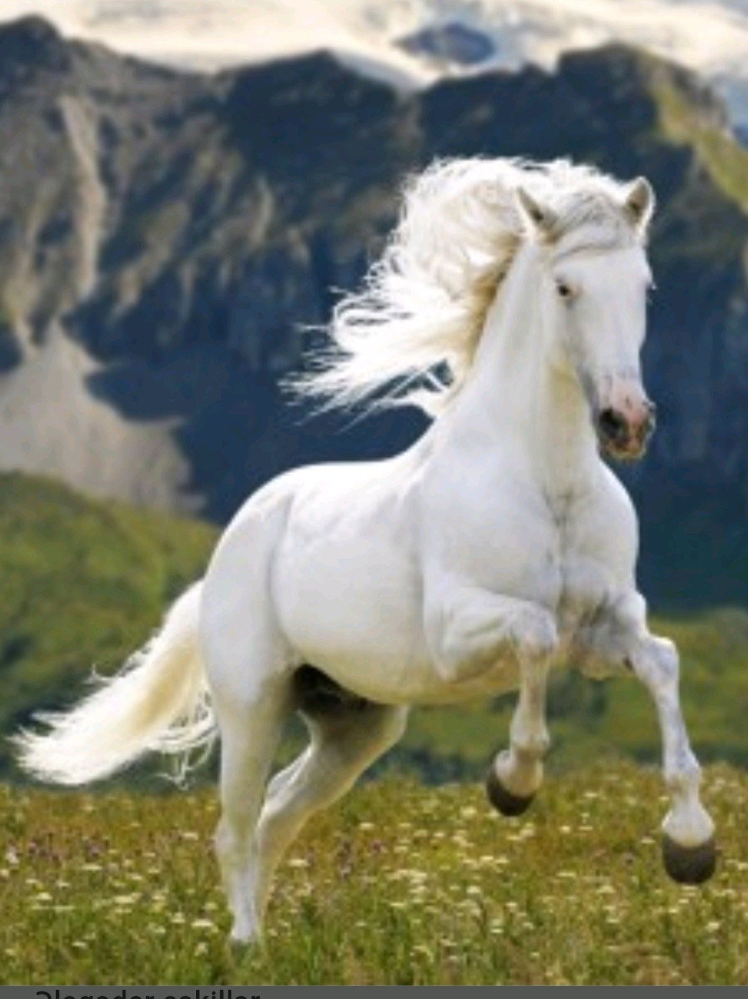 Running Horse iPhone Wallpapers Wallpaper Cave