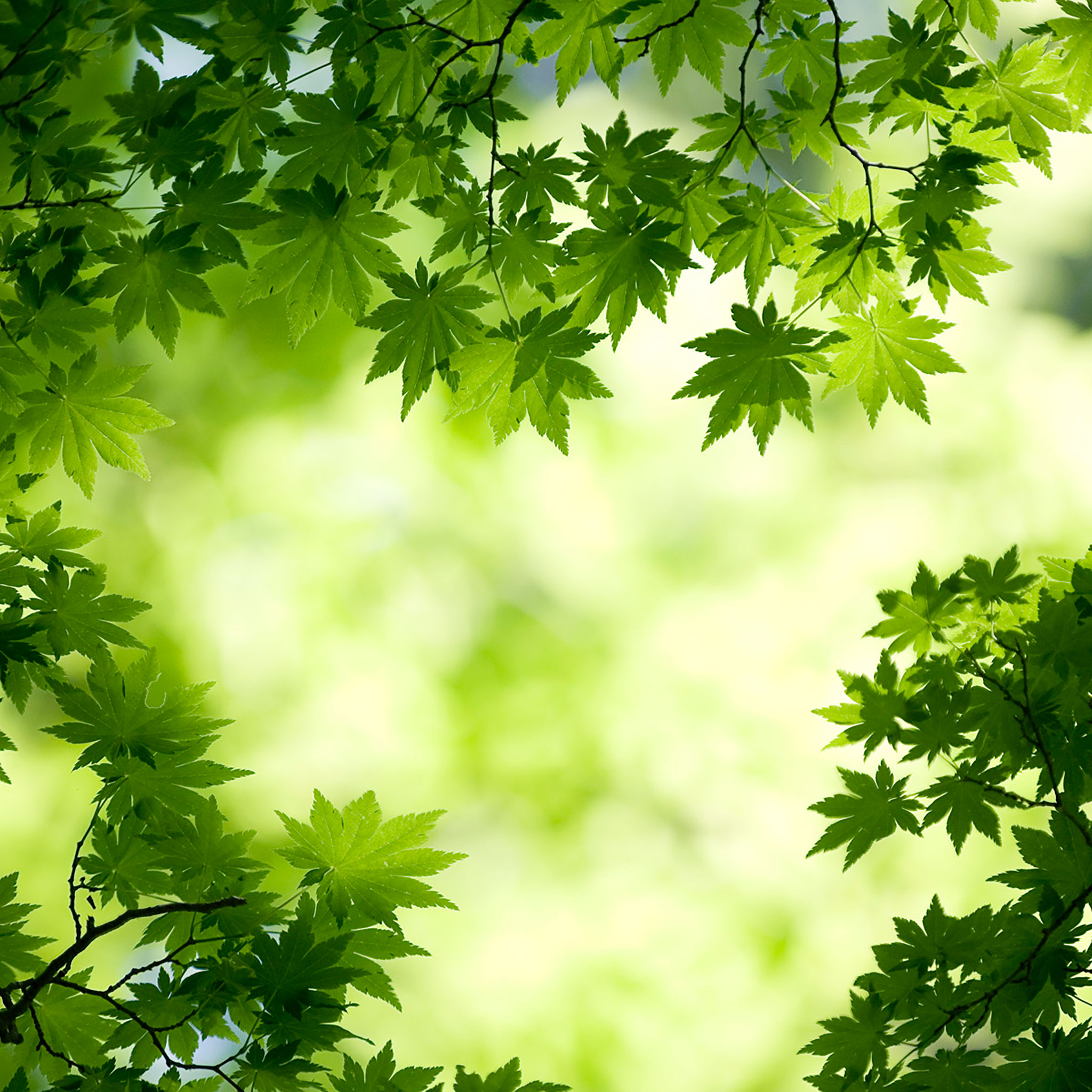 Green iPad Wallpapers Wallpaper Cave