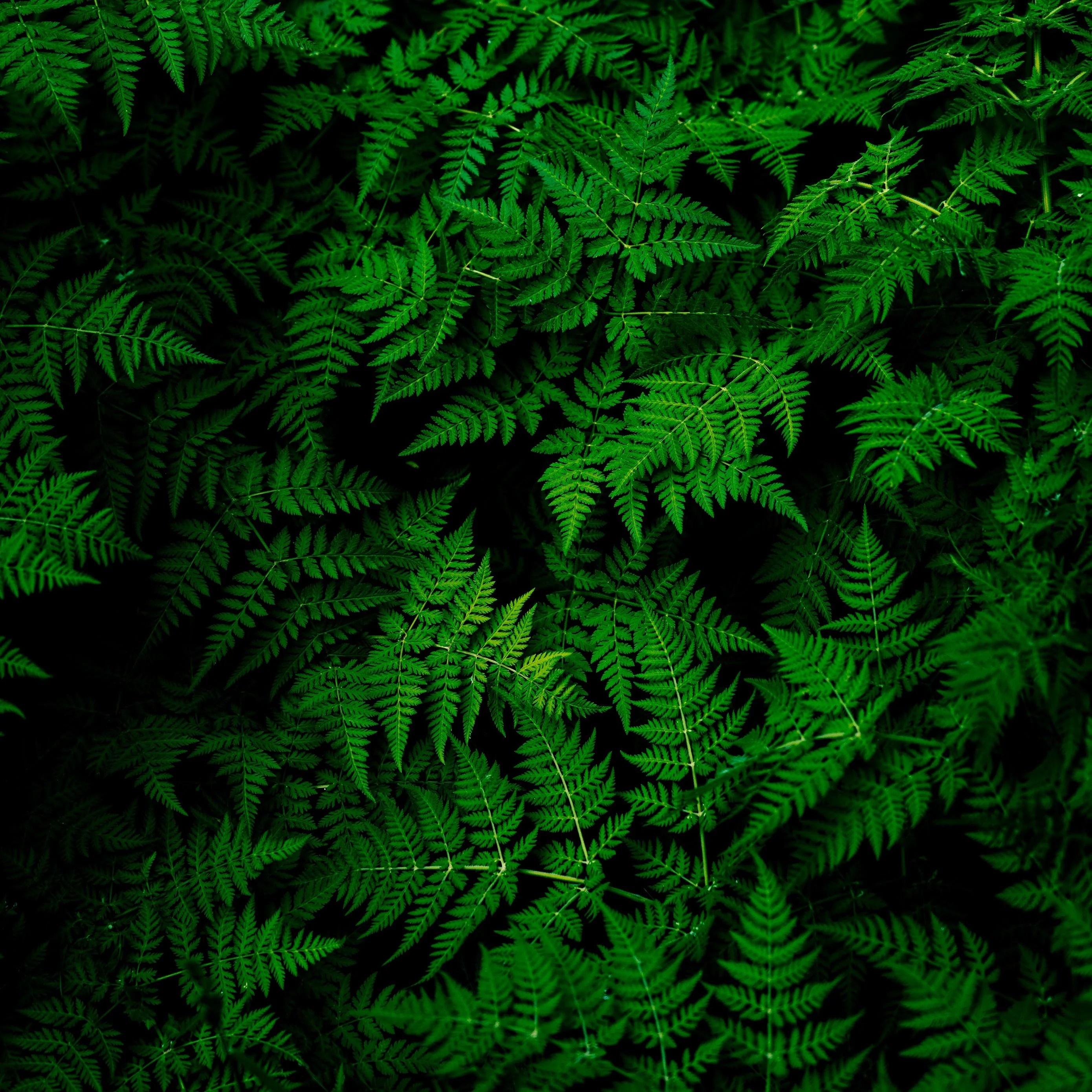 Green iPad Wallpapers Wallpaper Cave