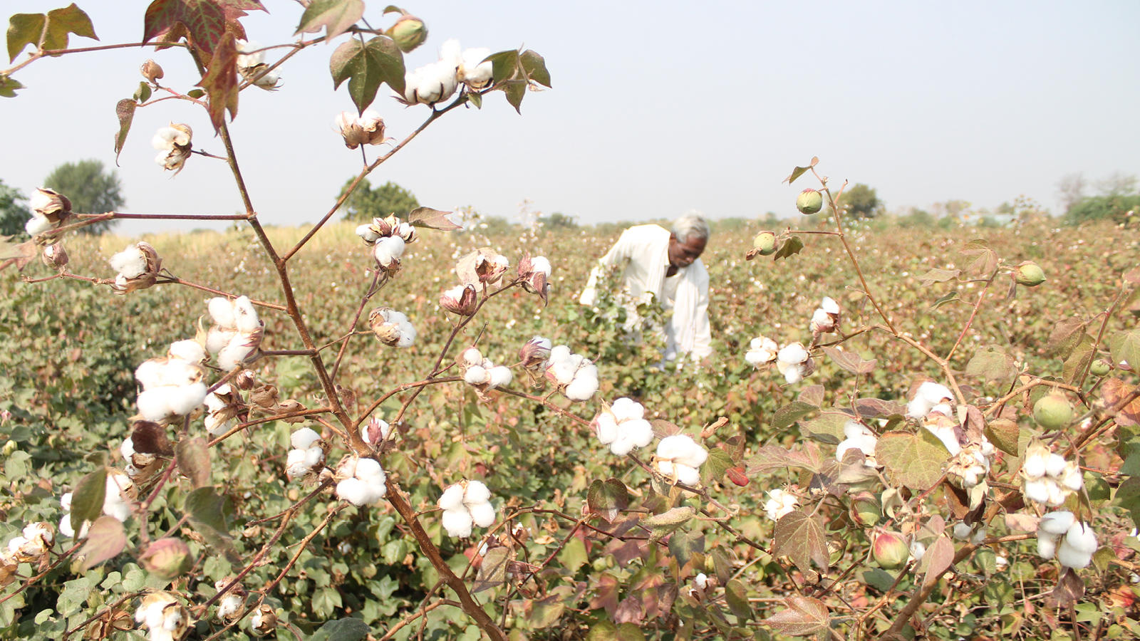 Cotton Crop Wallpapers Wallpaper Cave