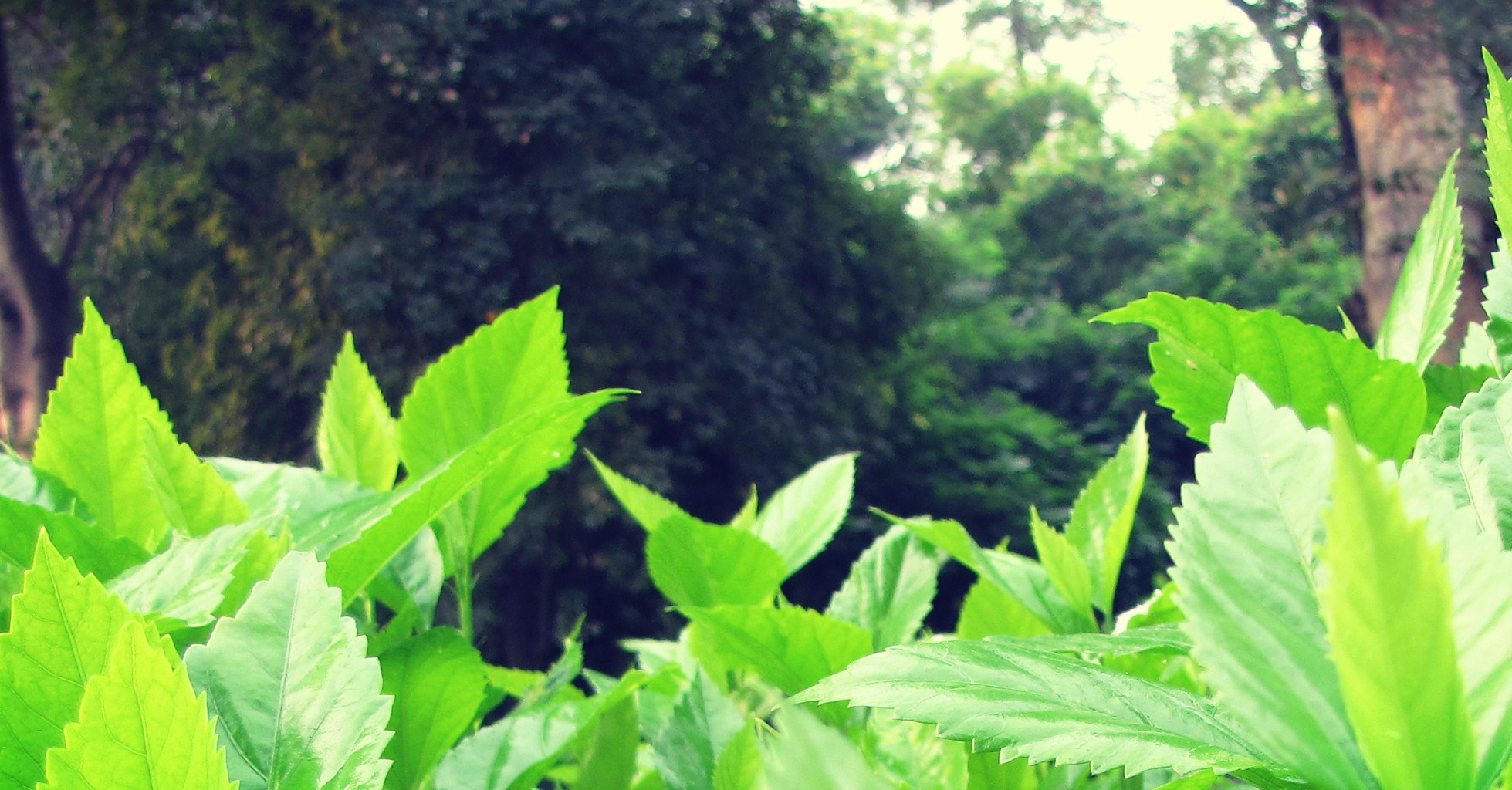 Pure Green Wallpapers Wallpaper Cave