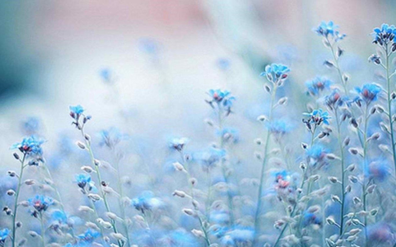 Blue Winter Flowers Wallpapers Wallpaper Cave