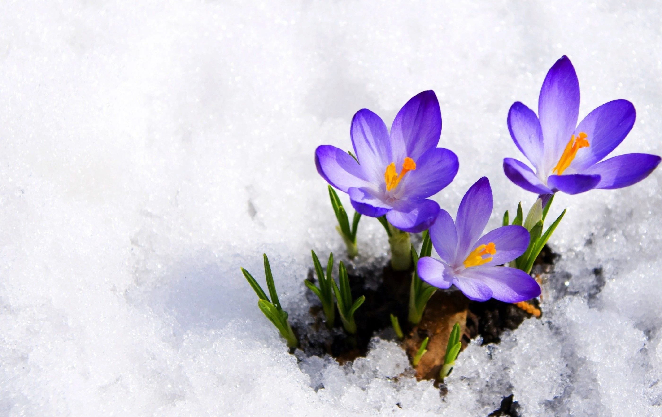 Winter Flower Desktop Wallpapers Wallpaper Cave