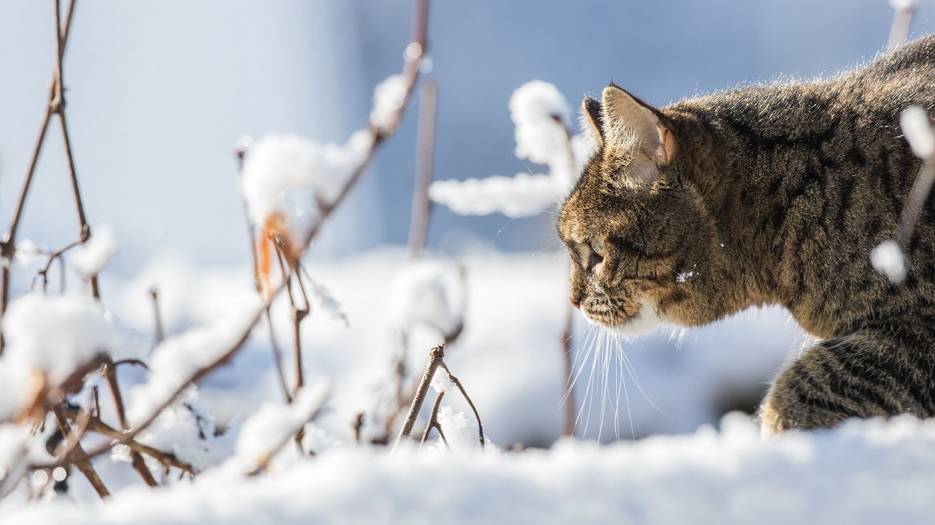 Winter Snow Cat Wallpapers Wallpaper Cave