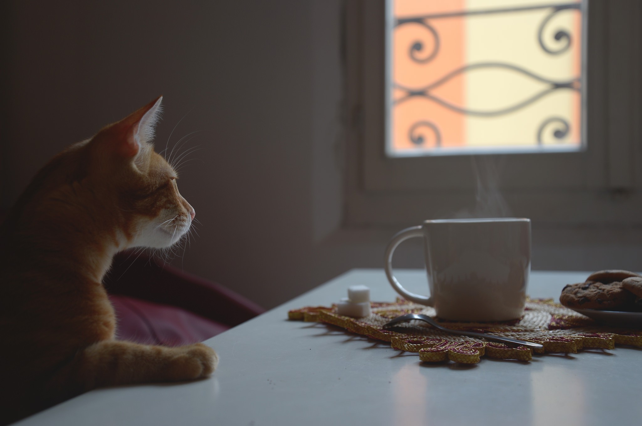 Cat Coffee Wallpapers Wallpaper Cave