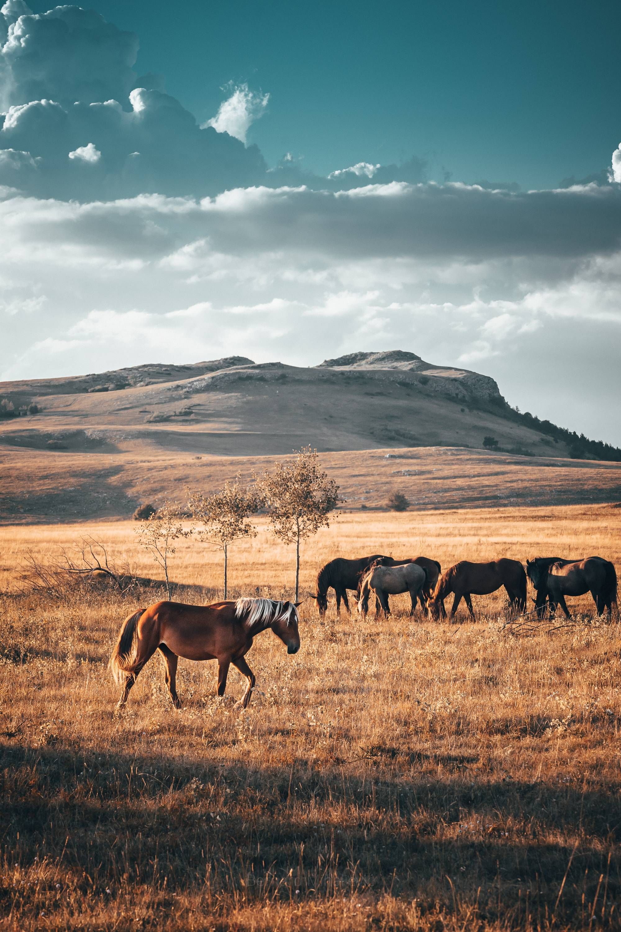 Western Horses Wallpapers Wallpaper Cave